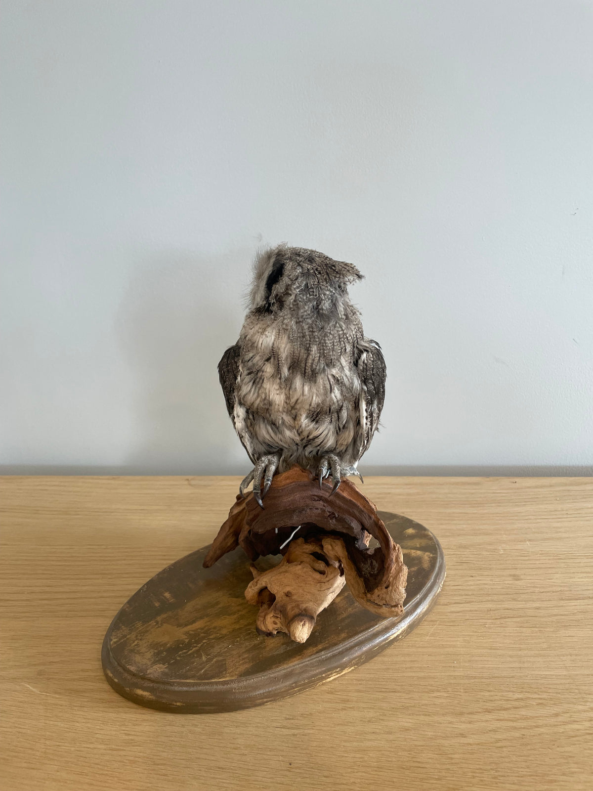 Southern white-faced owl
