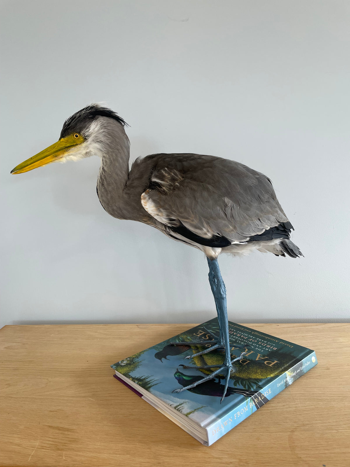 Grey Heron