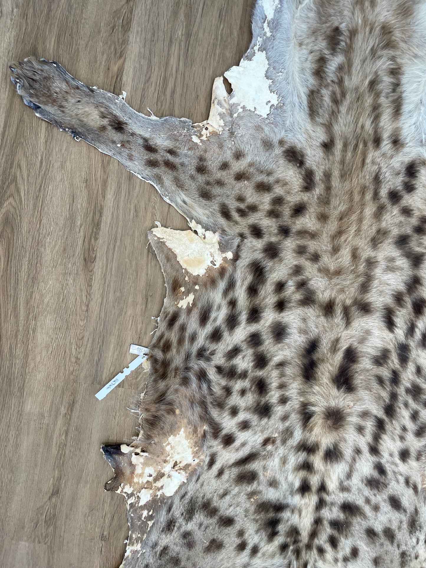 Spotted Hyena Skin