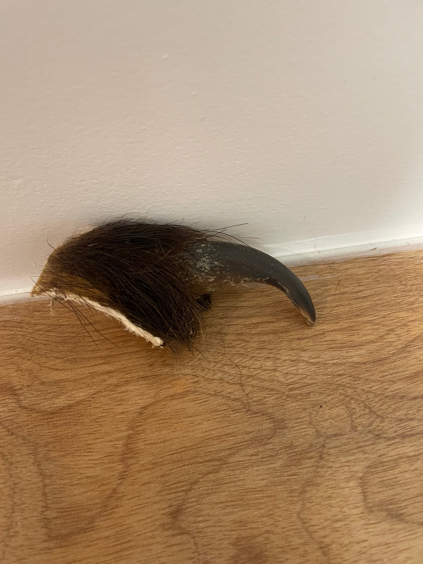 Brown Bear Front Claw