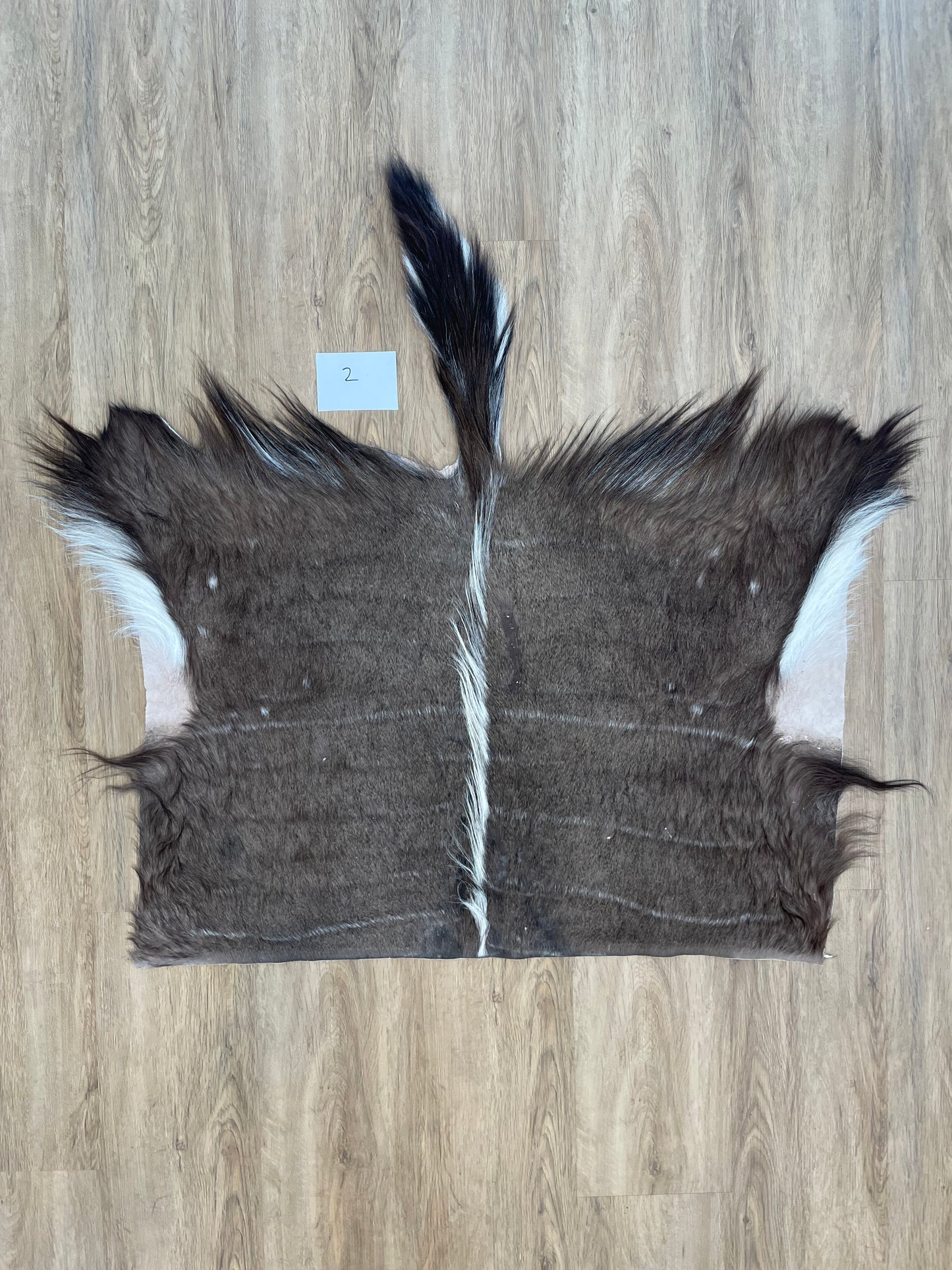 Nyala back Skin