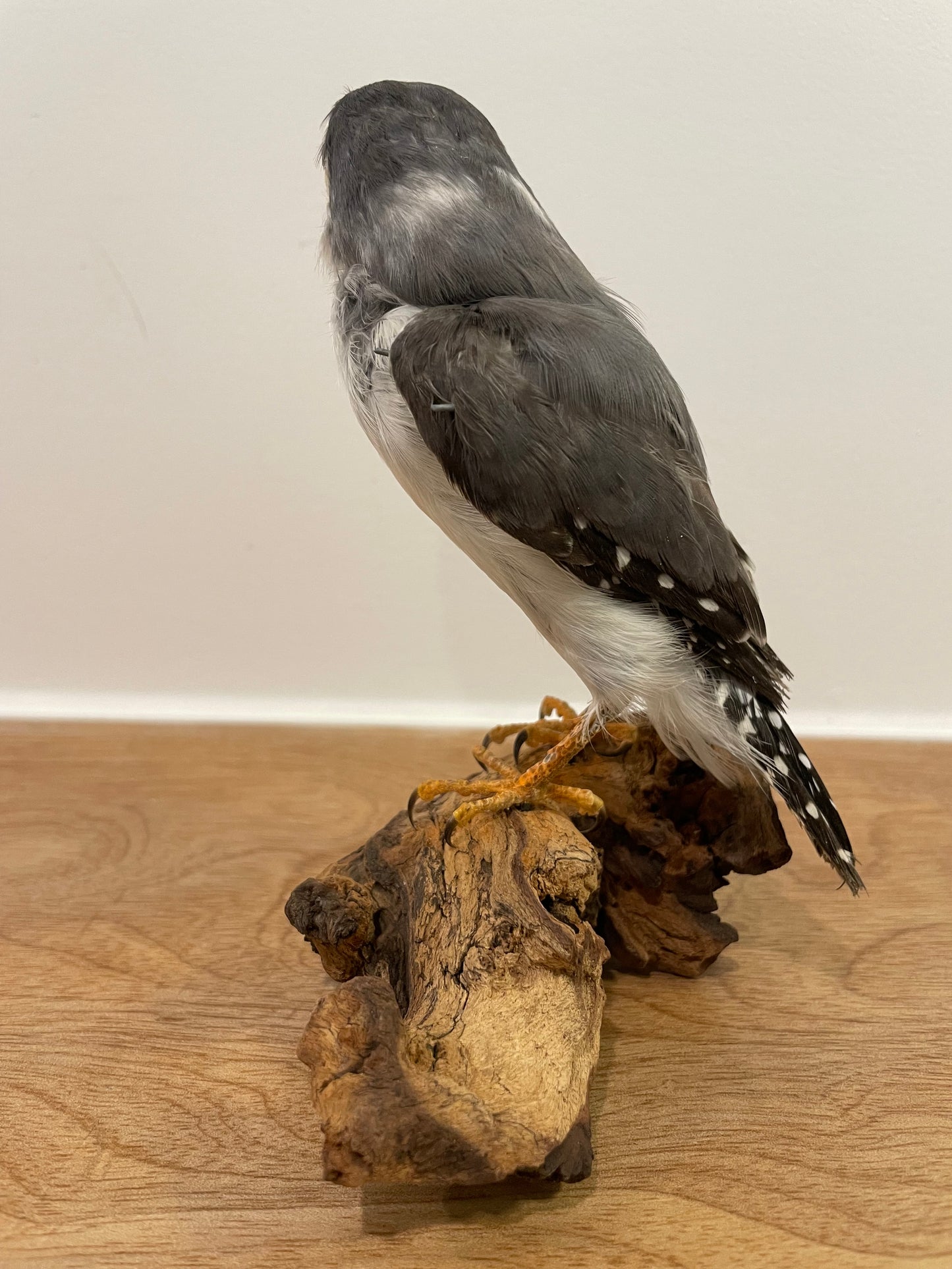 Pygmy falcon