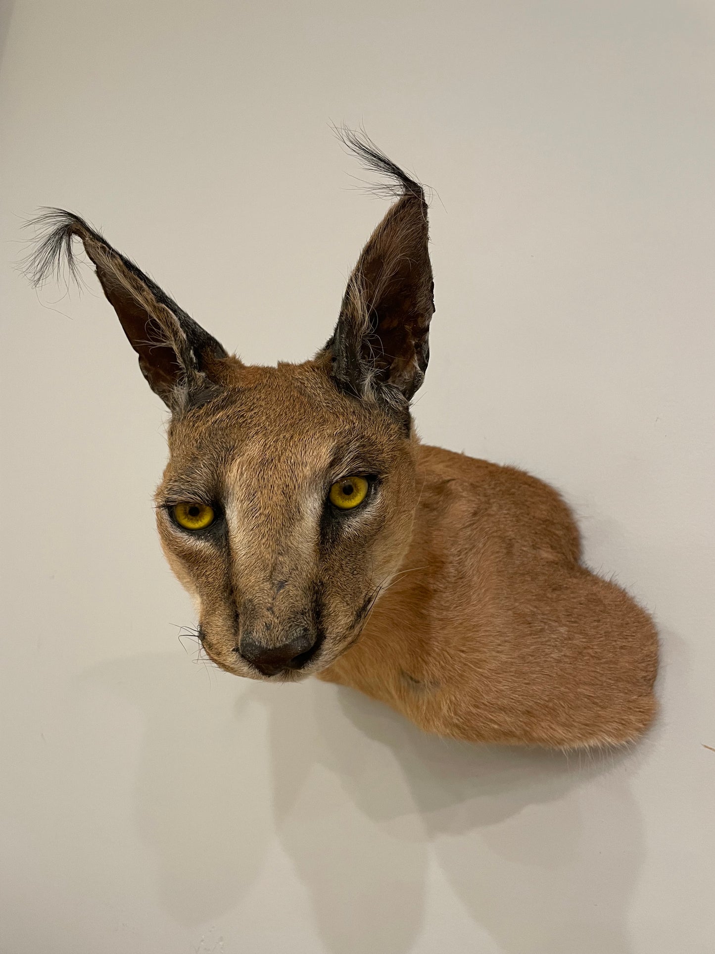 Caracal