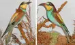 Bee Eaters
