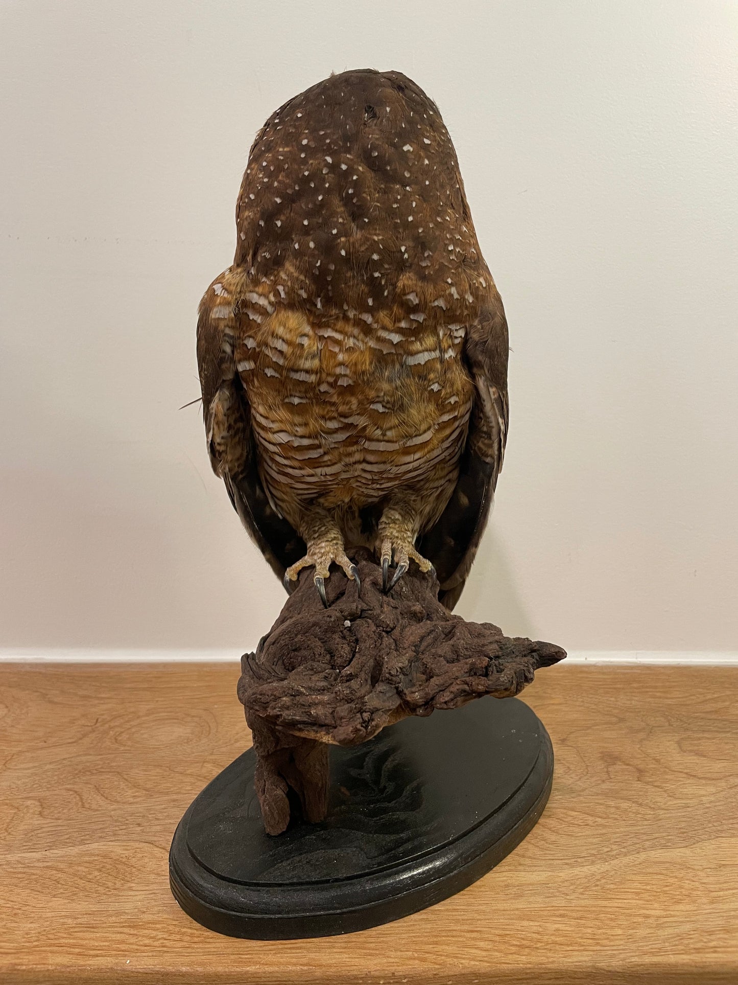 African Wood Owl