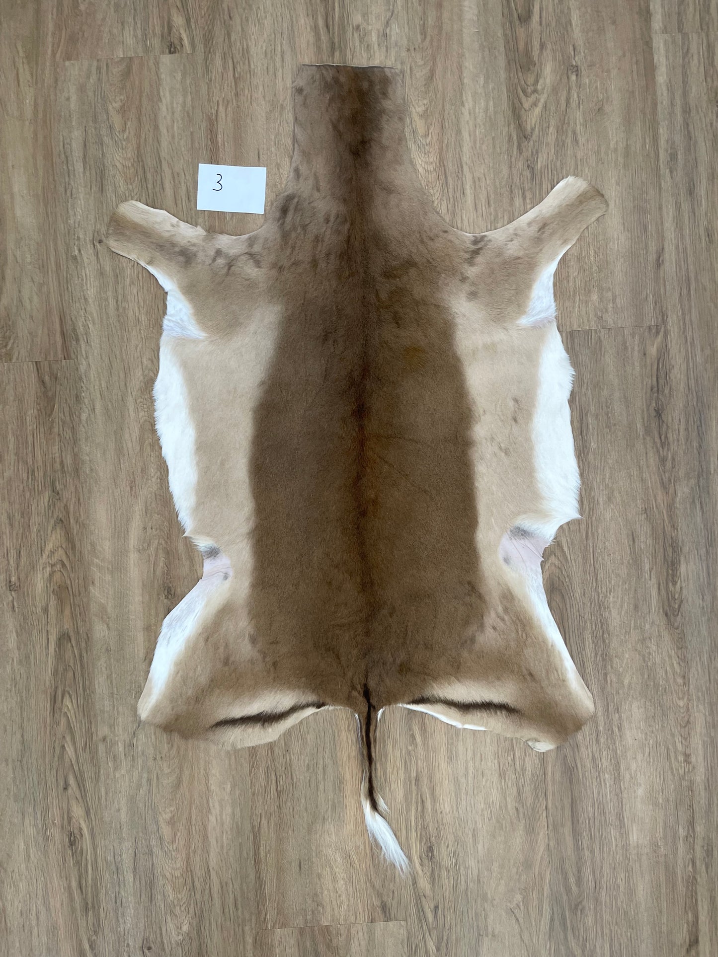 Impala Skin