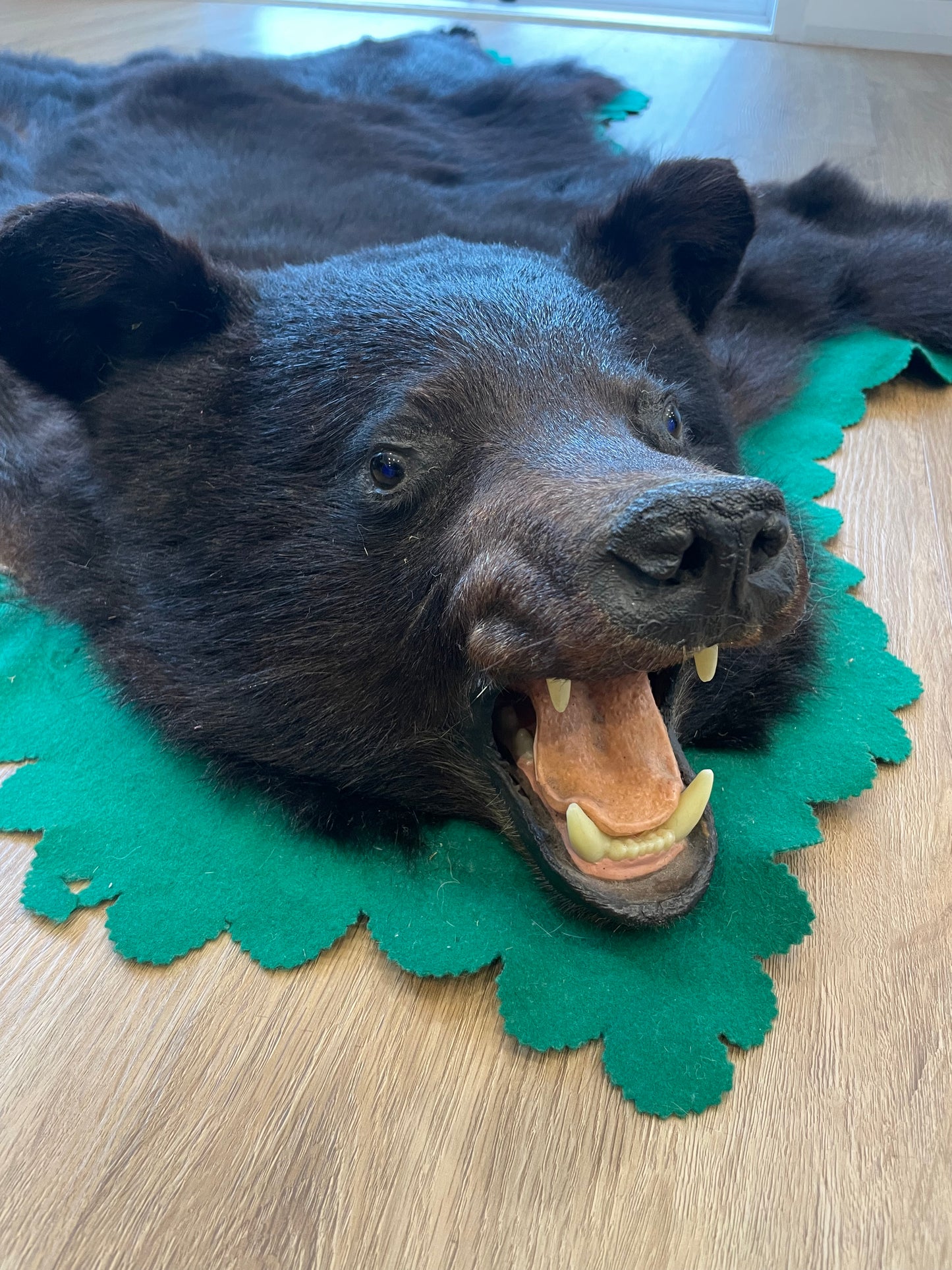 Black Bear Skin