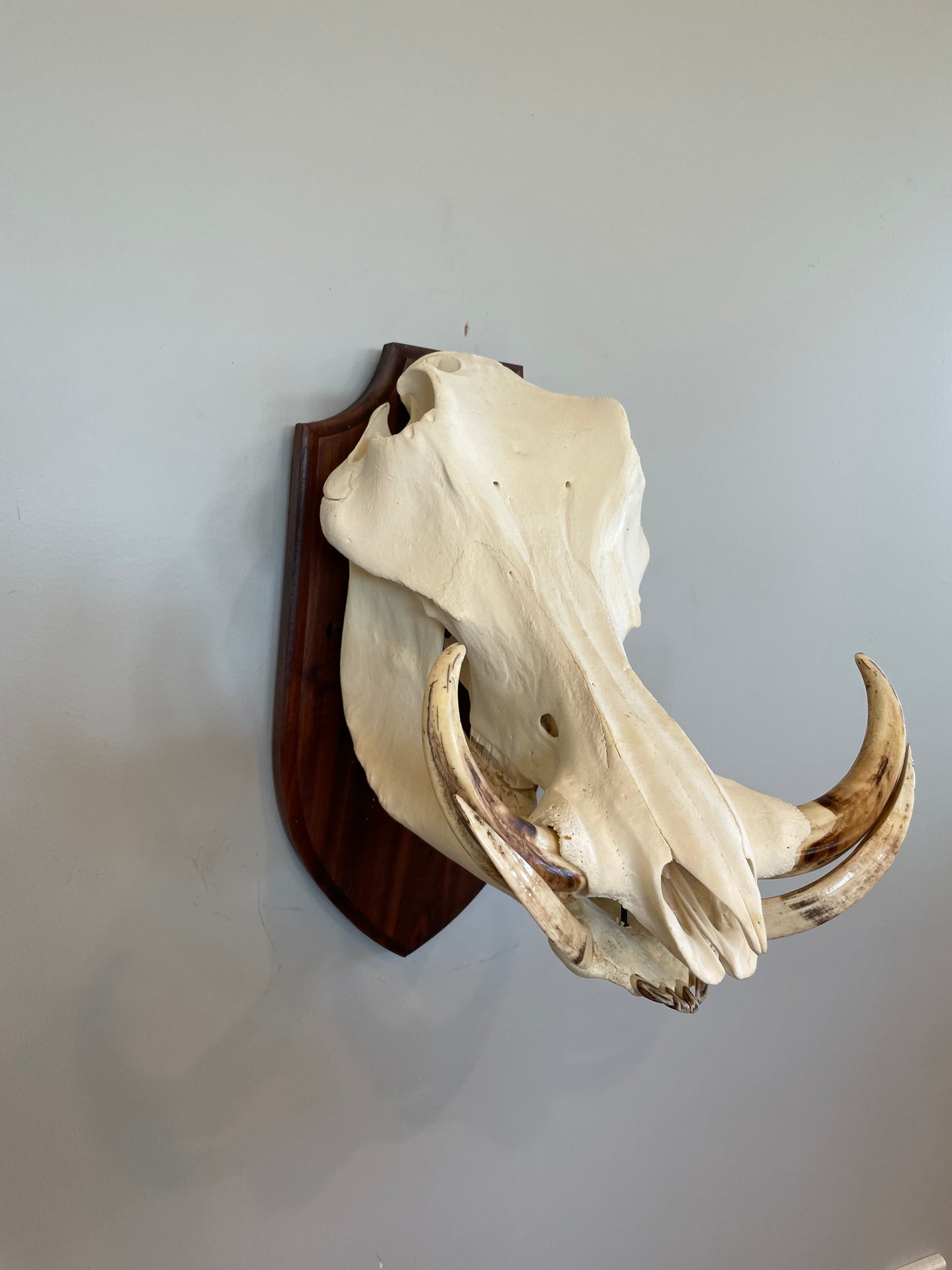 Warthog Euro Mount