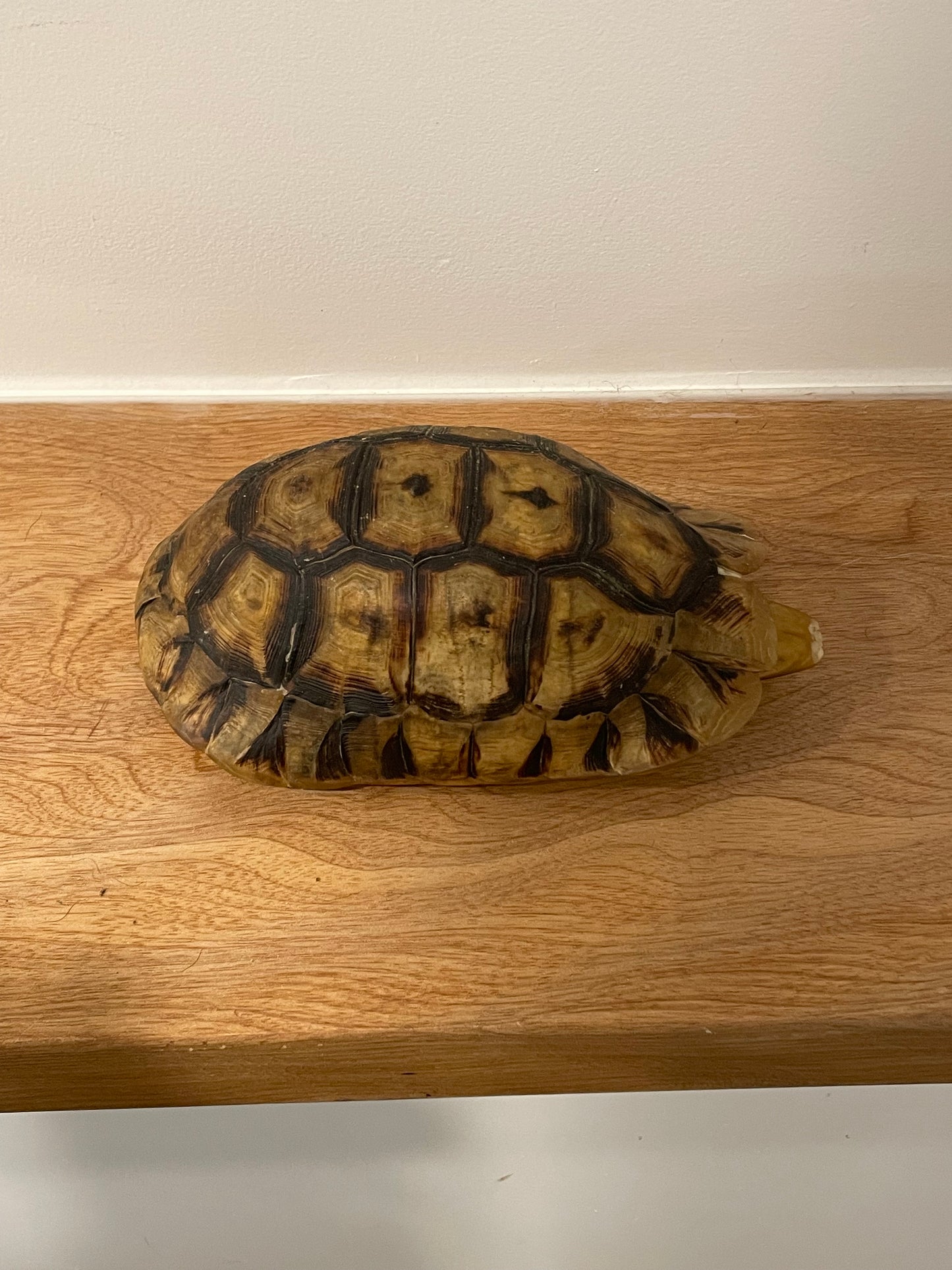 Angulate Tortoise Shell