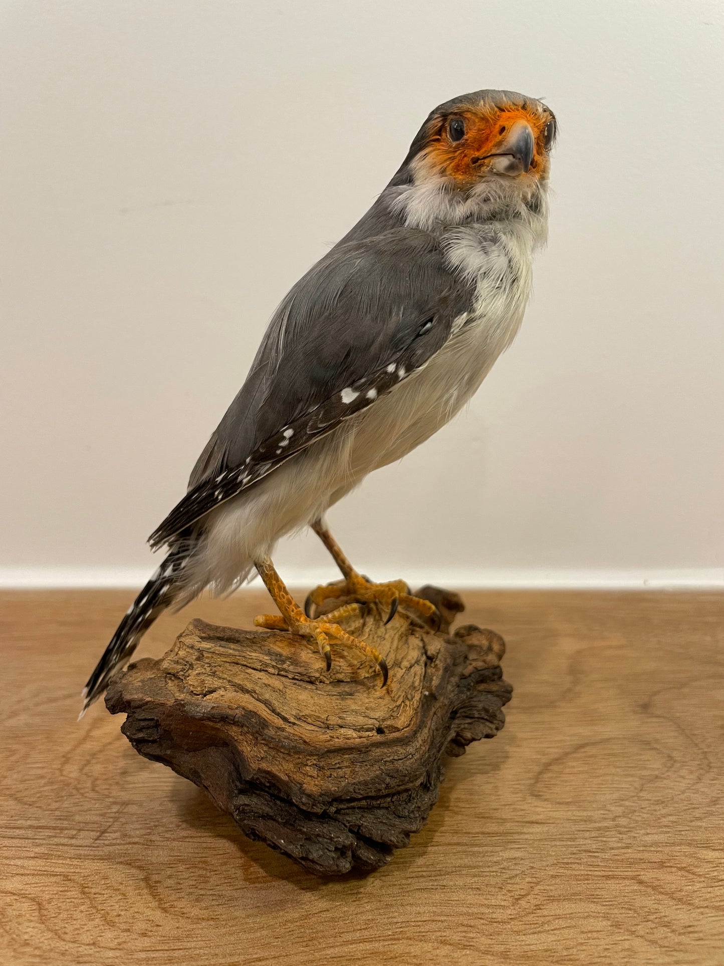 Pygmy falcon