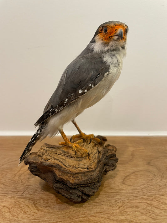 Pygmy falcon
