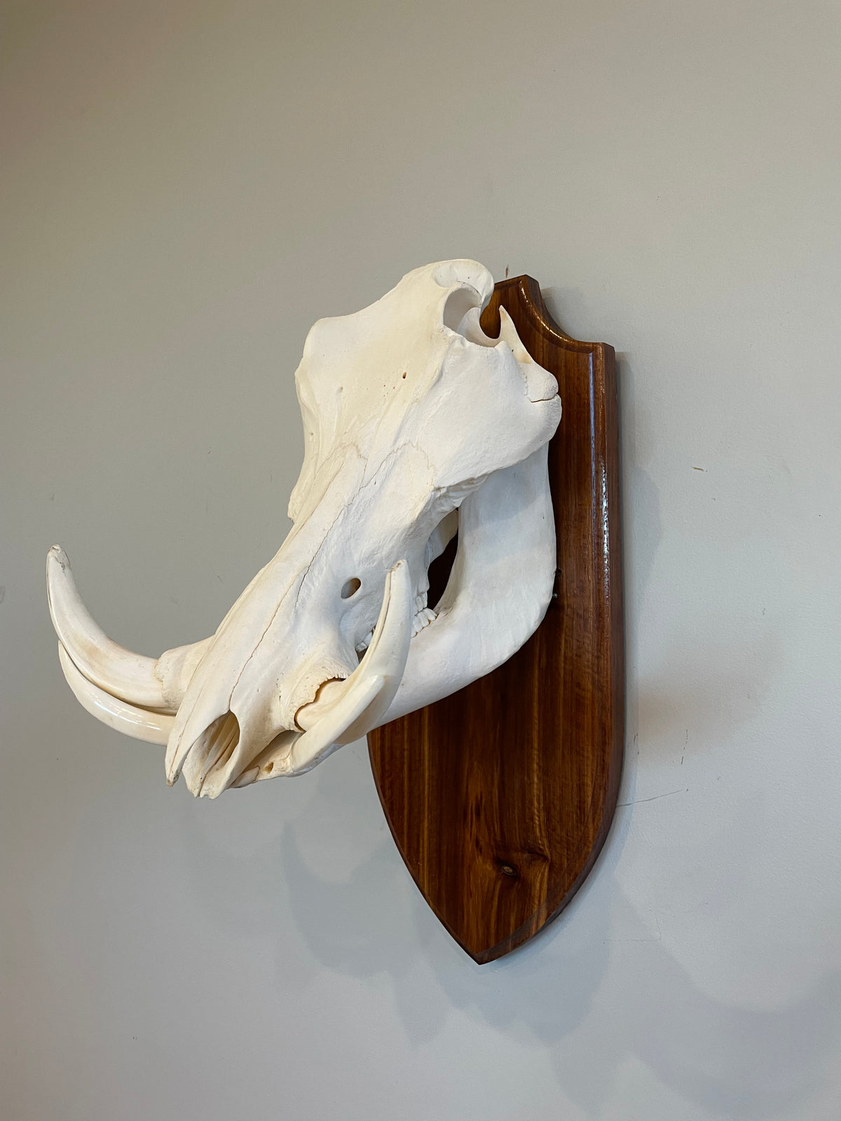 Warthog Euro Mount