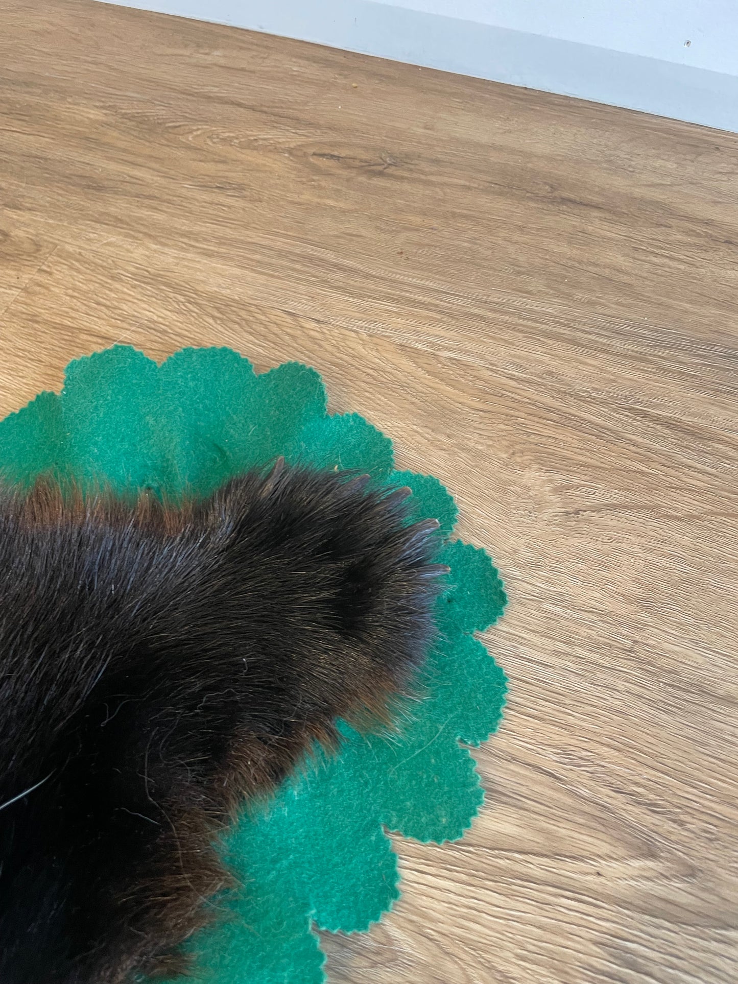 Black Bear Skin