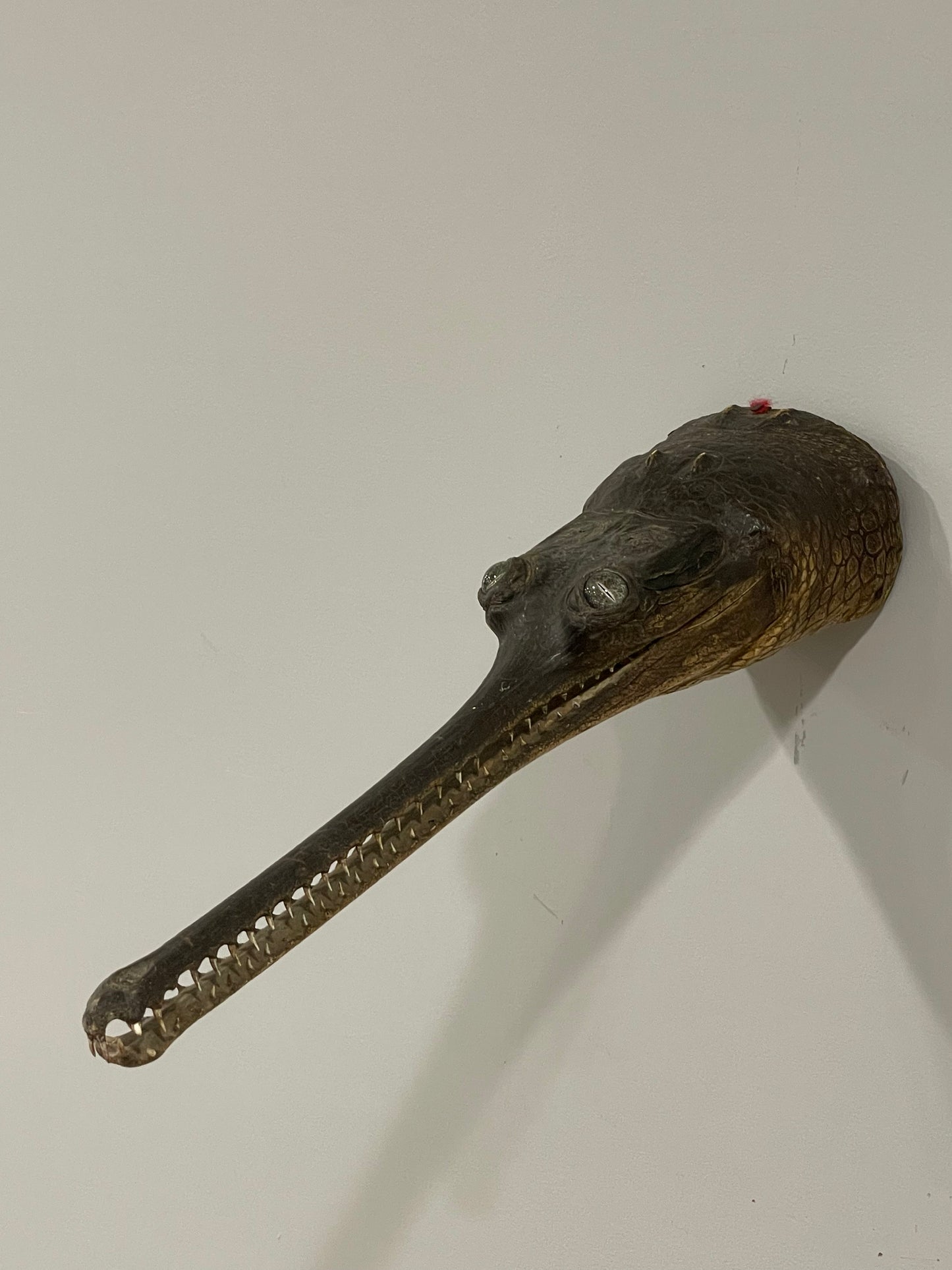 Gharial