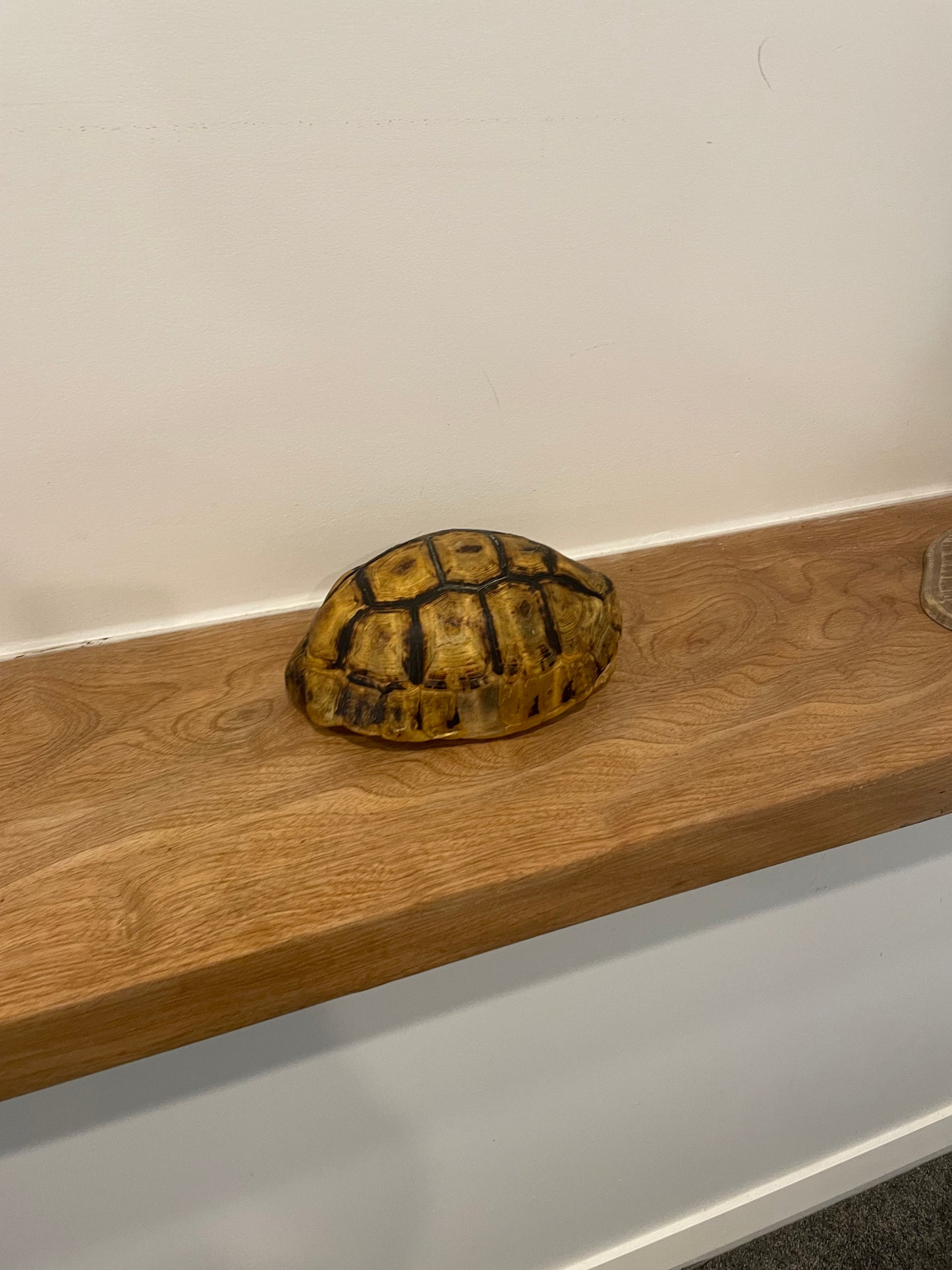 Angulate Tortoise Shell