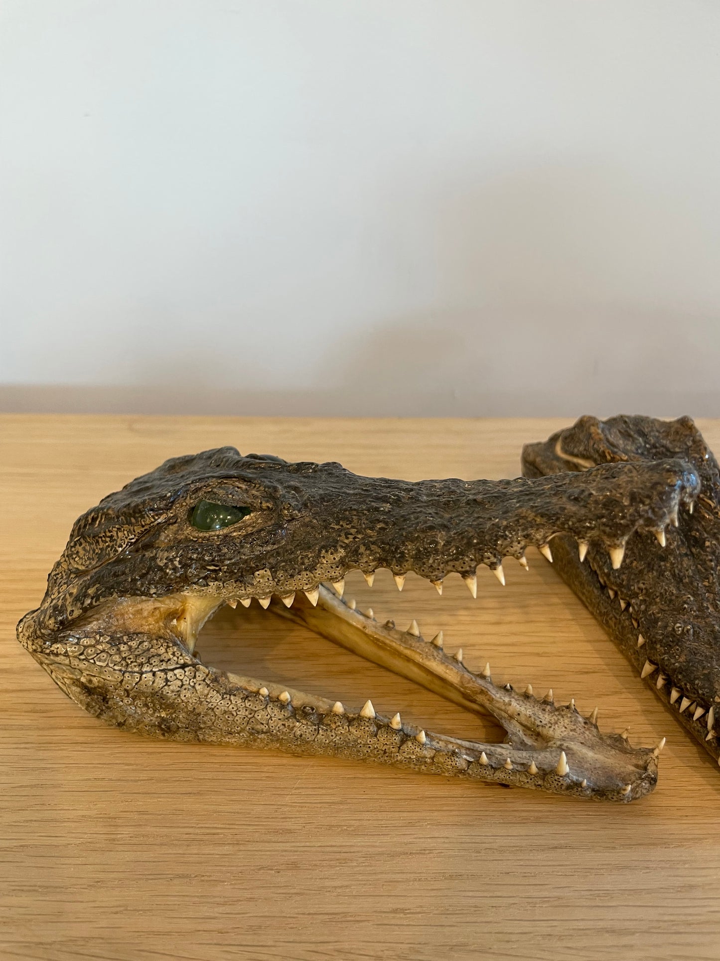 Nile Crocodile head