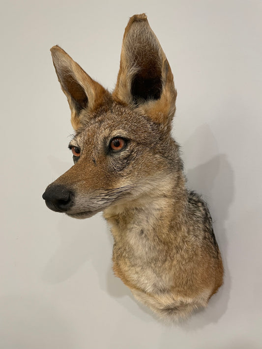 Black-Backed Jackal Shoulder Mount