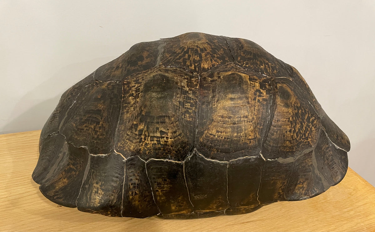 Leopard Tortoise Shell Large