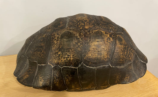 Leopard Tortoise Shell Large