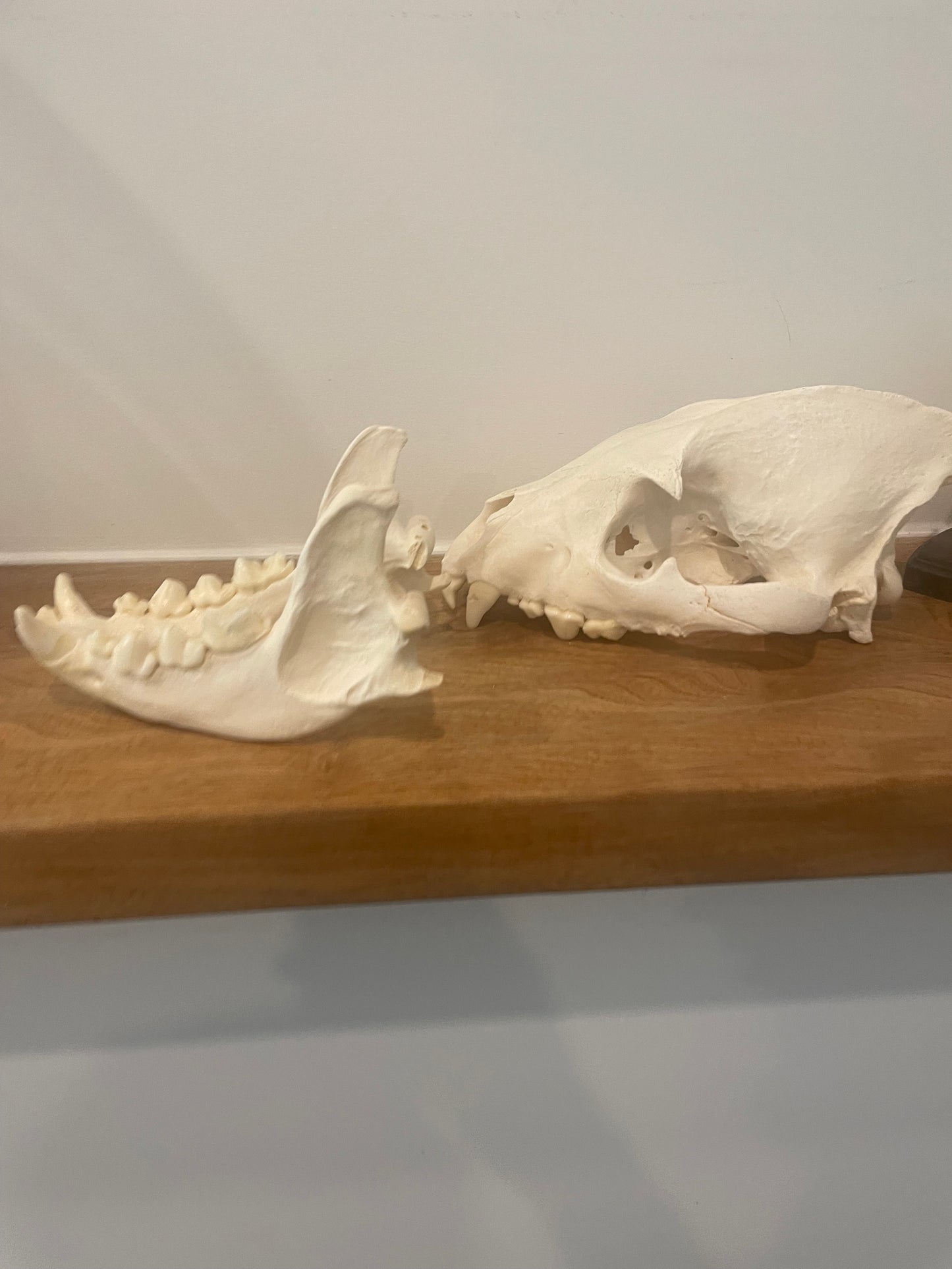 Hyena Skull