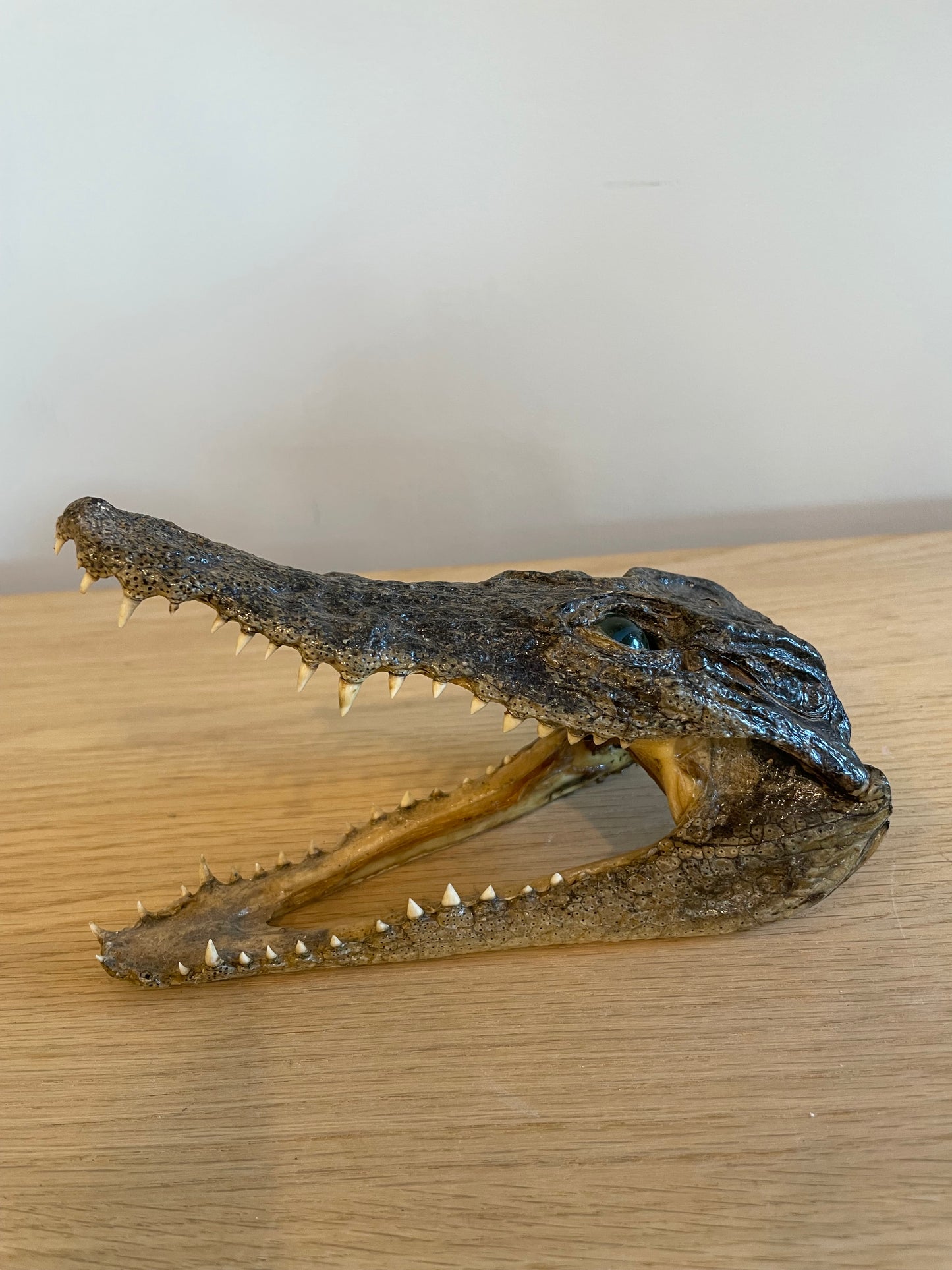Nile Crocodile head