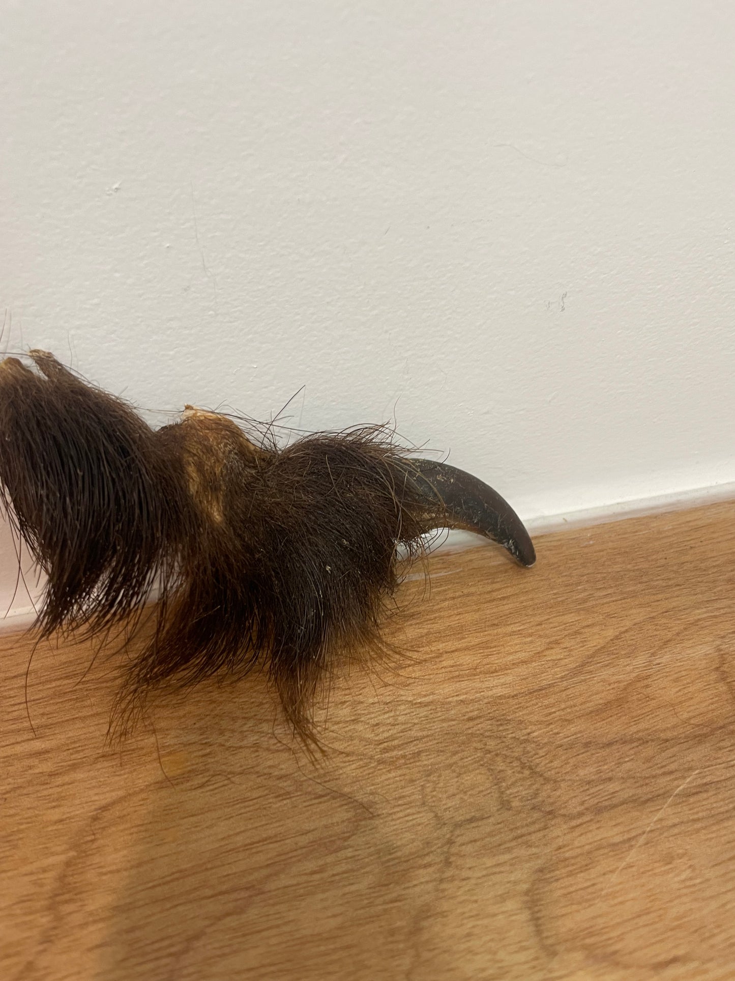 Brown Bear Front Claw