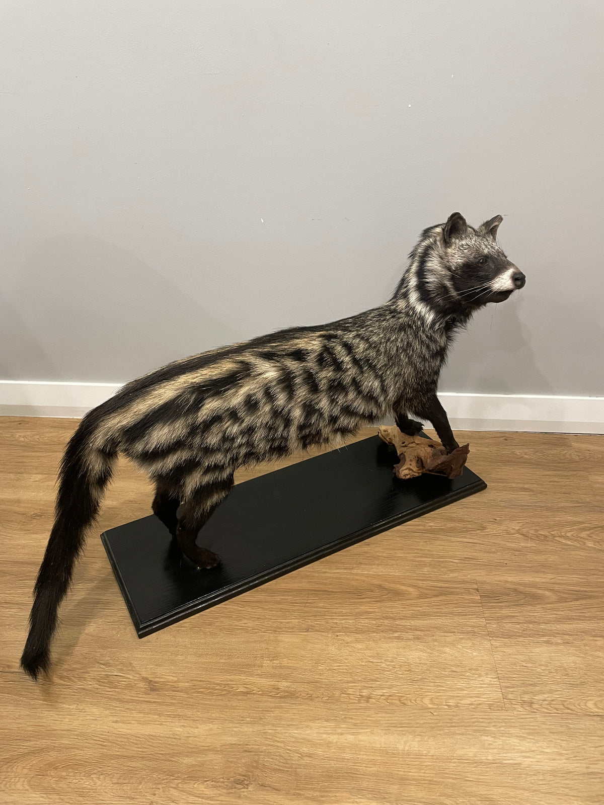 African Civet
