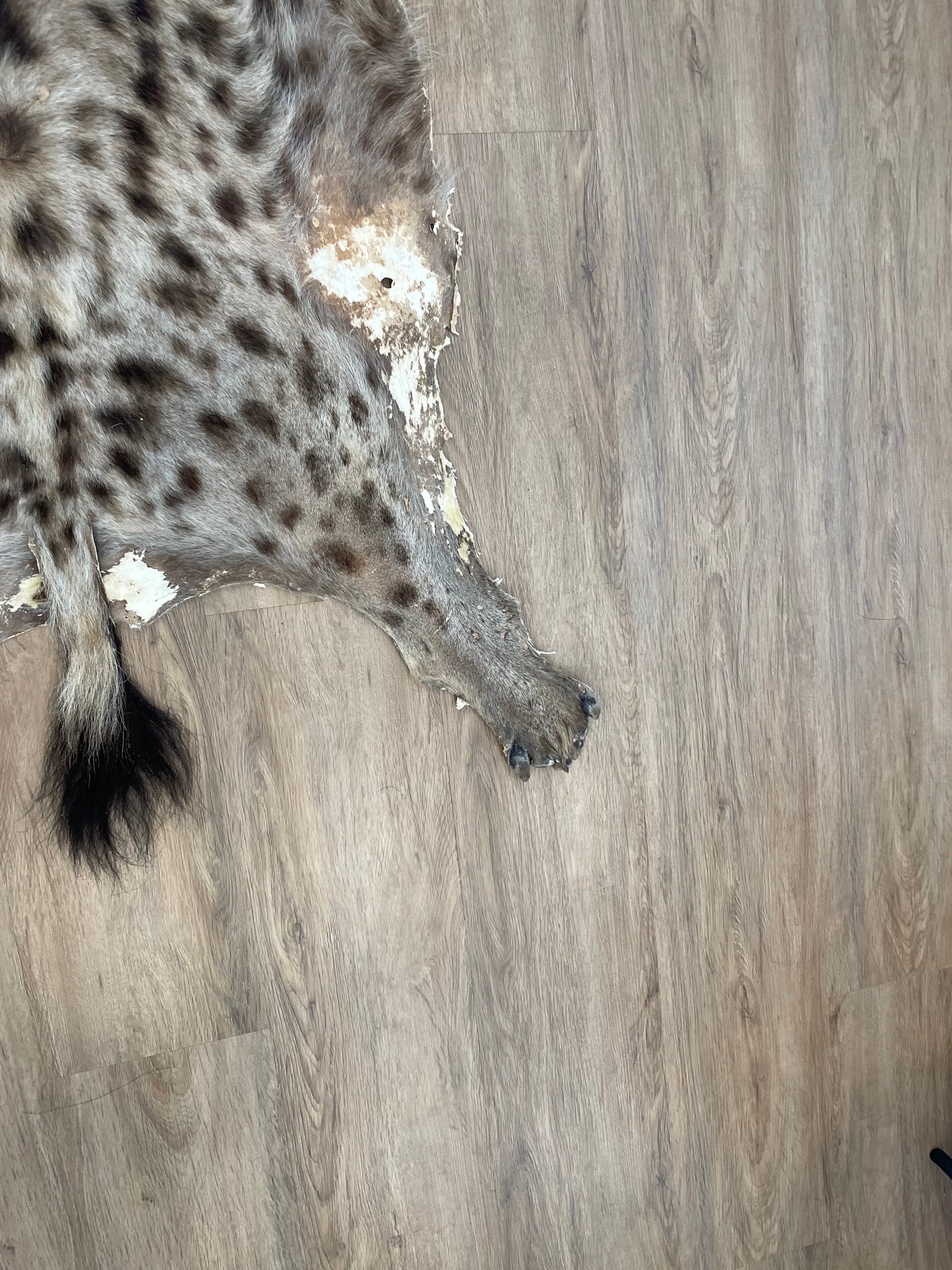 Spotted Hyena Skin