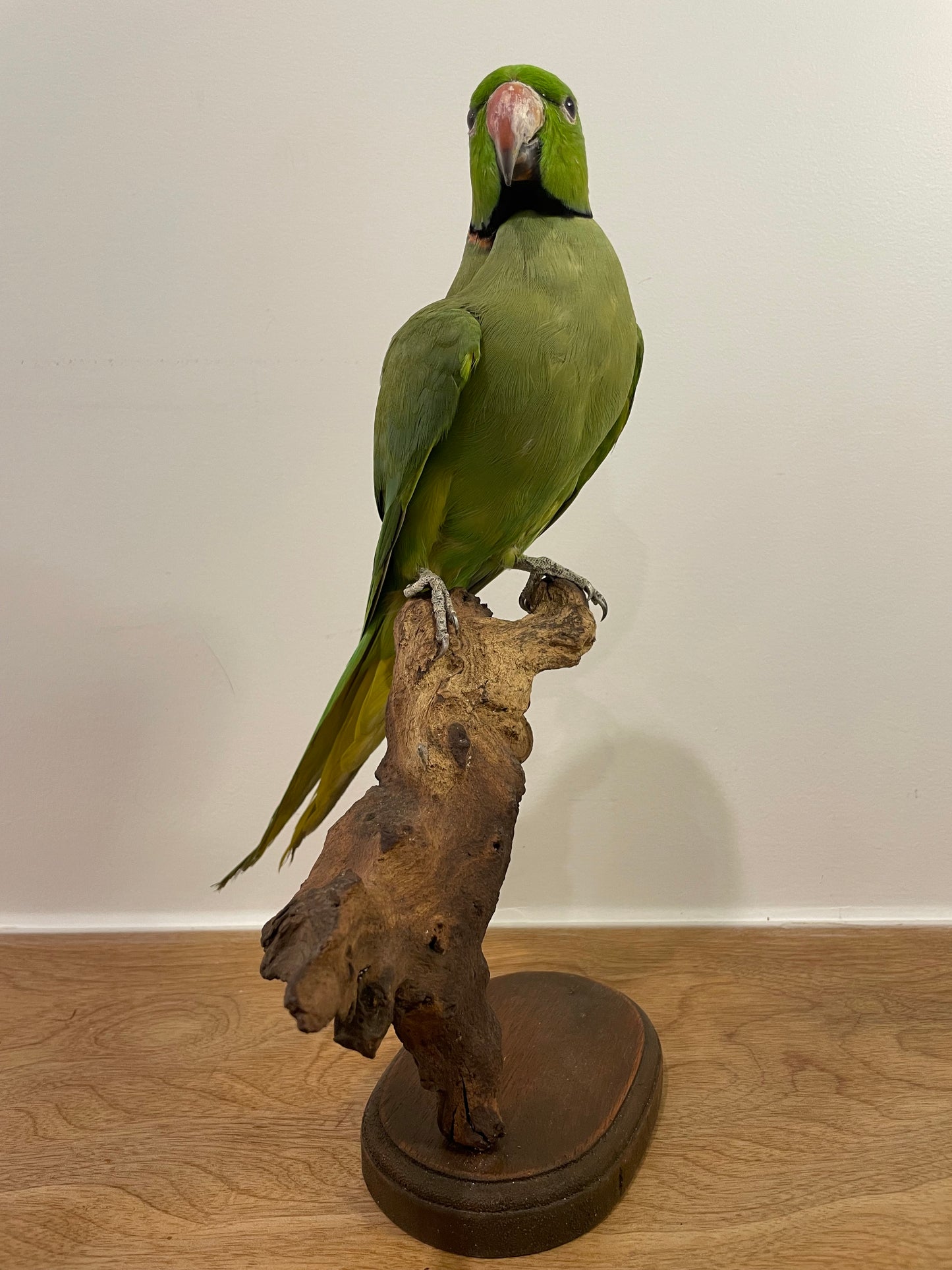 Alexandrine Parakeet