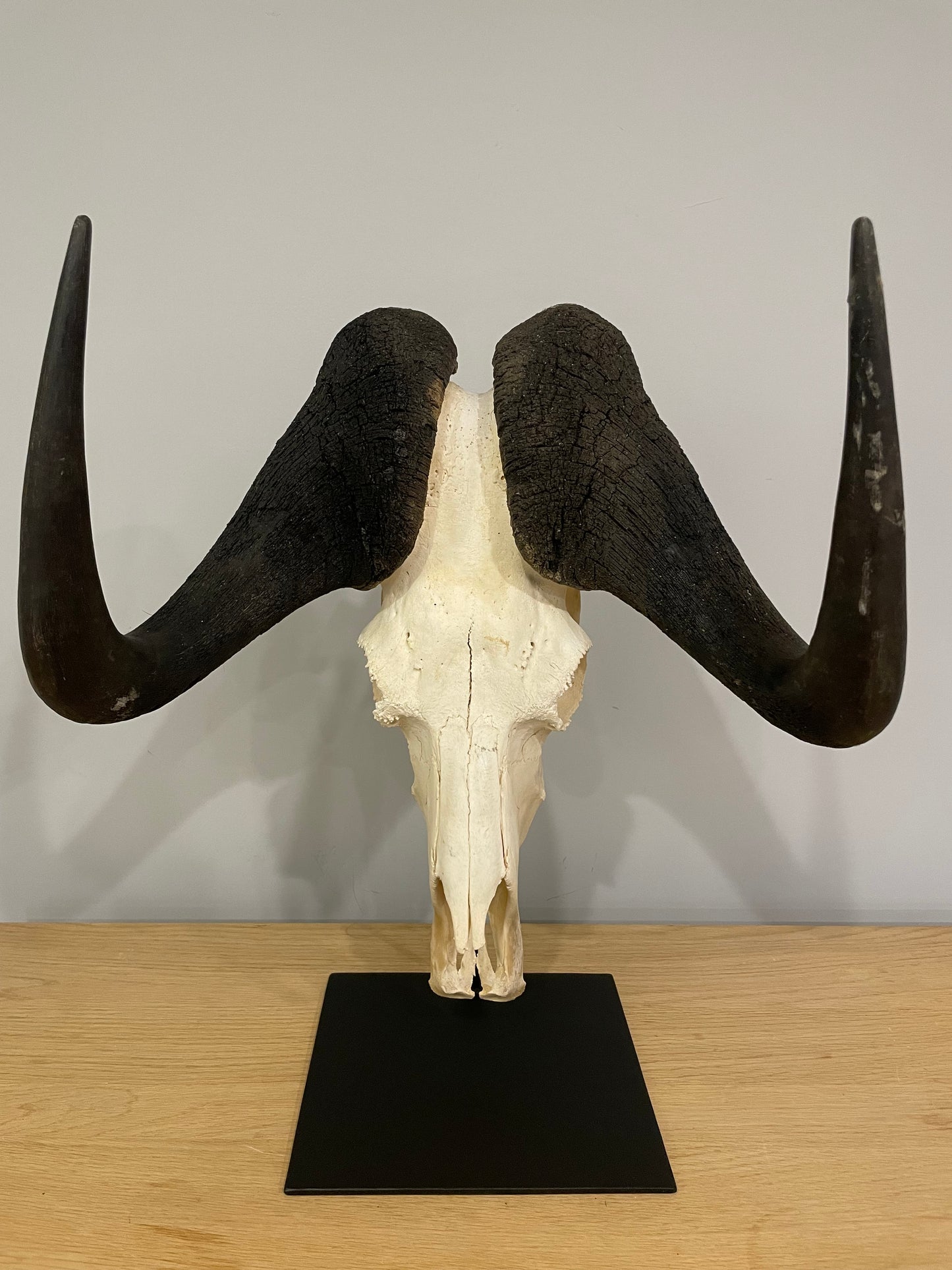 Black Wildebeest Skull