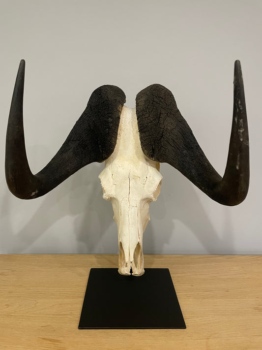 Black Wildebeest Skull