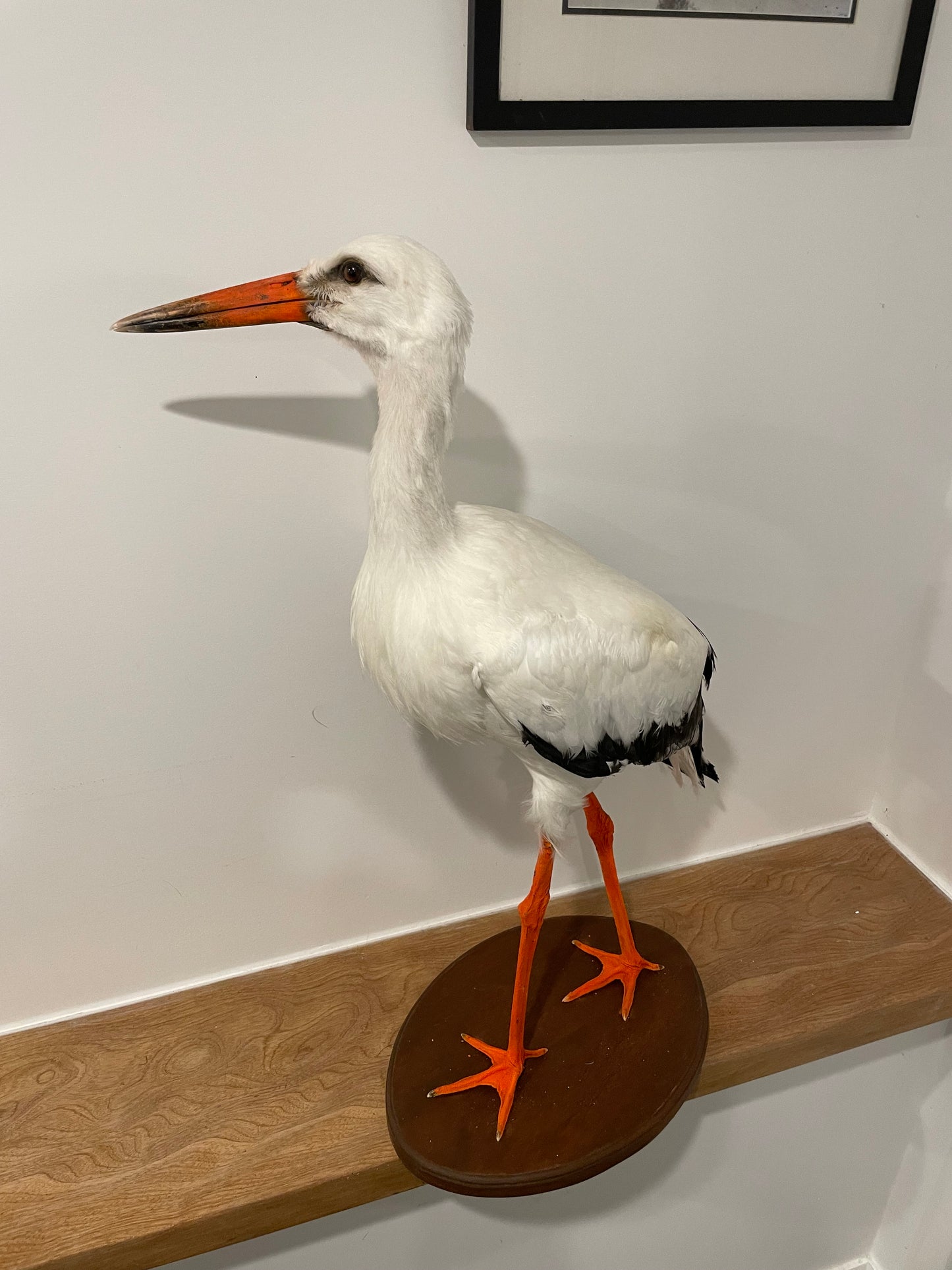 White Stork