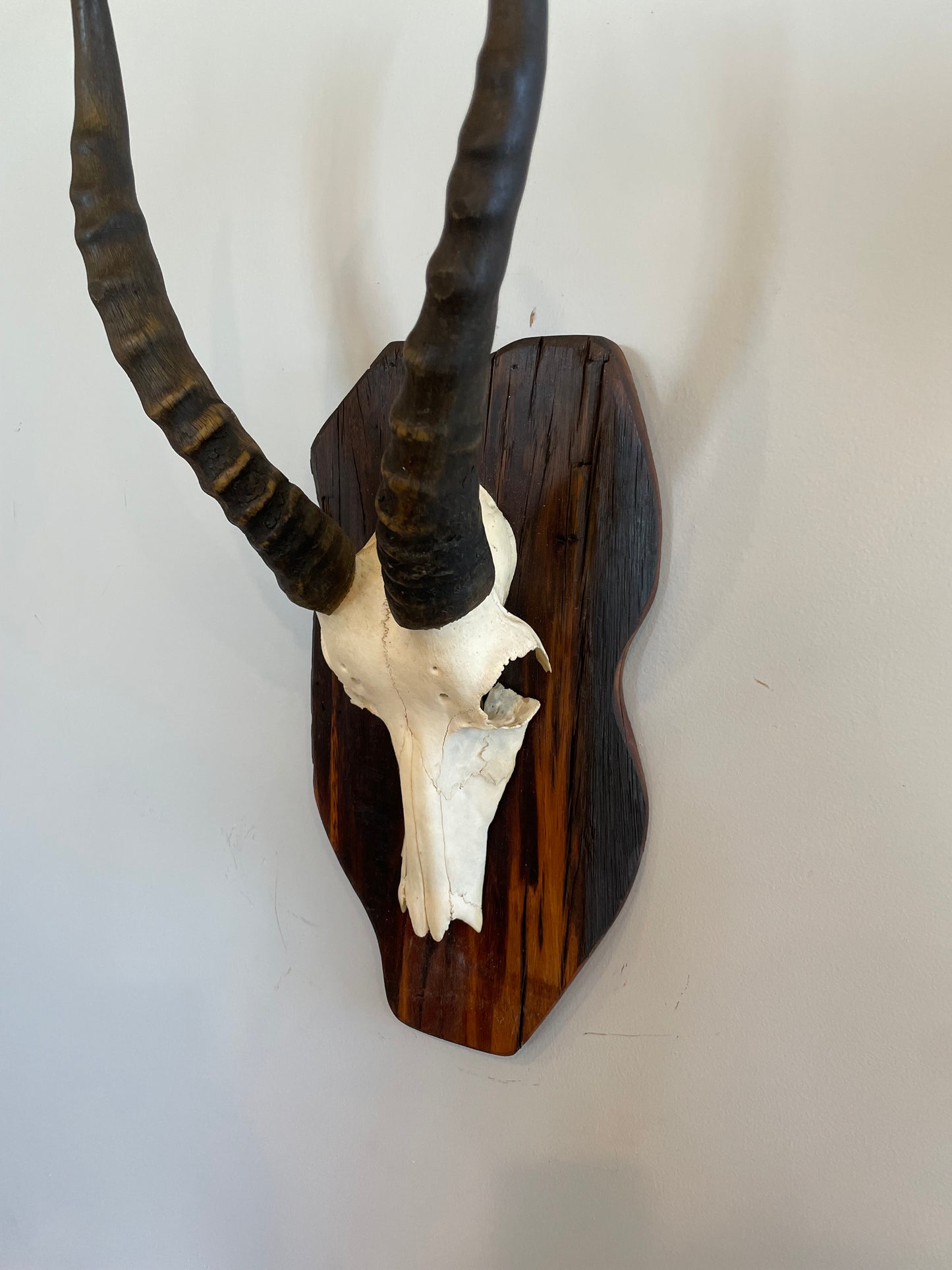 Blesbok Euro Mount