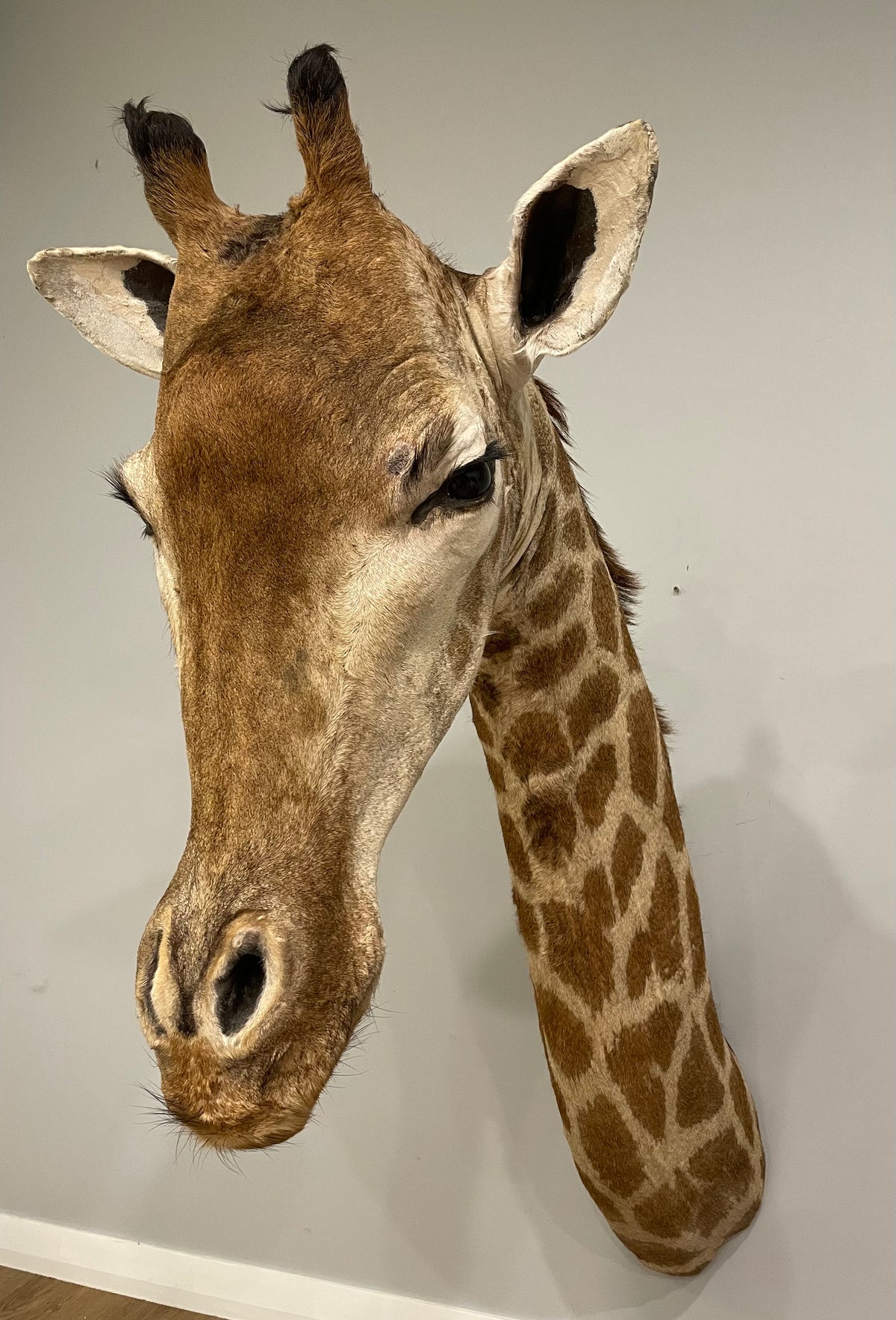 Giraffe Shoulder Mount