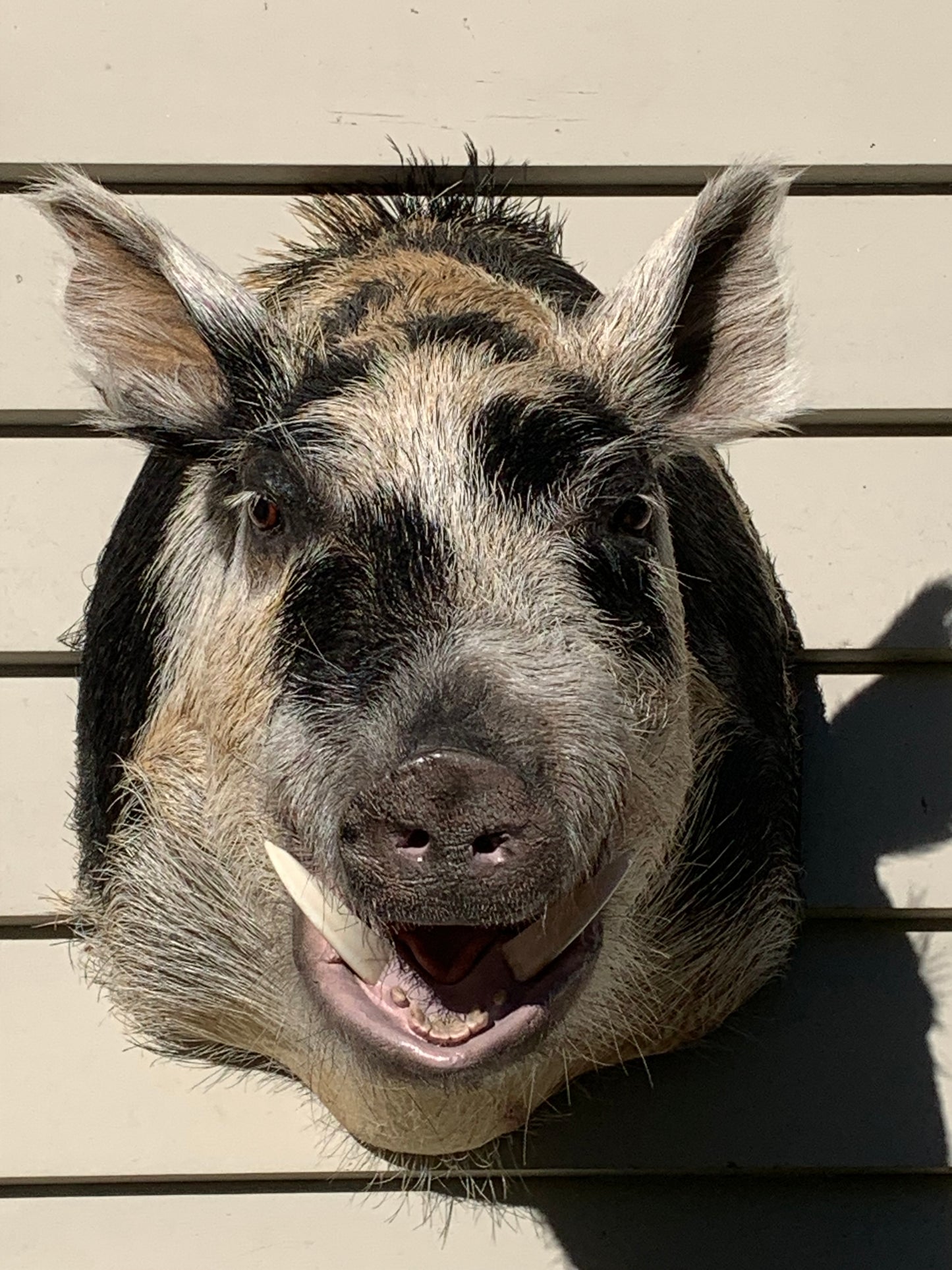 Boar