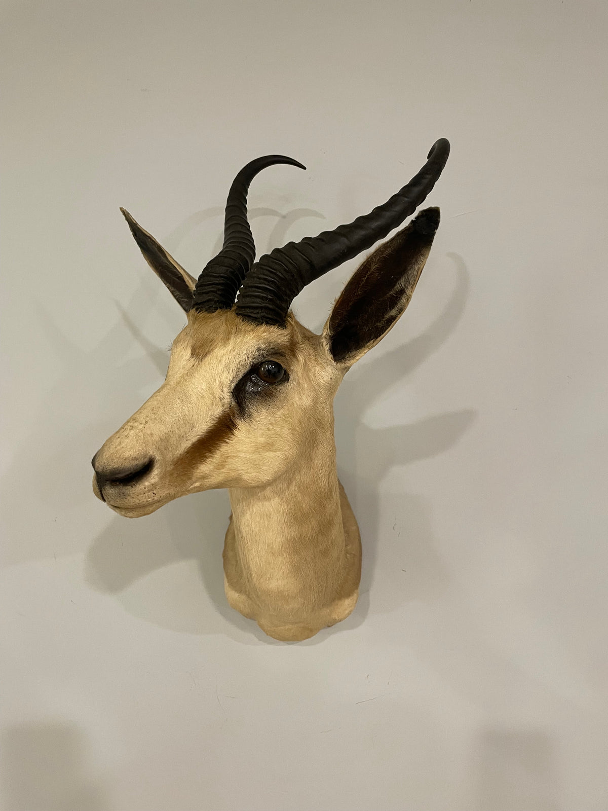 Springbok