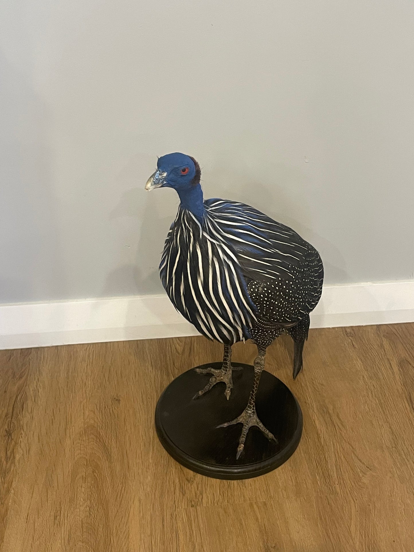 Vulturine Guinea Fowl