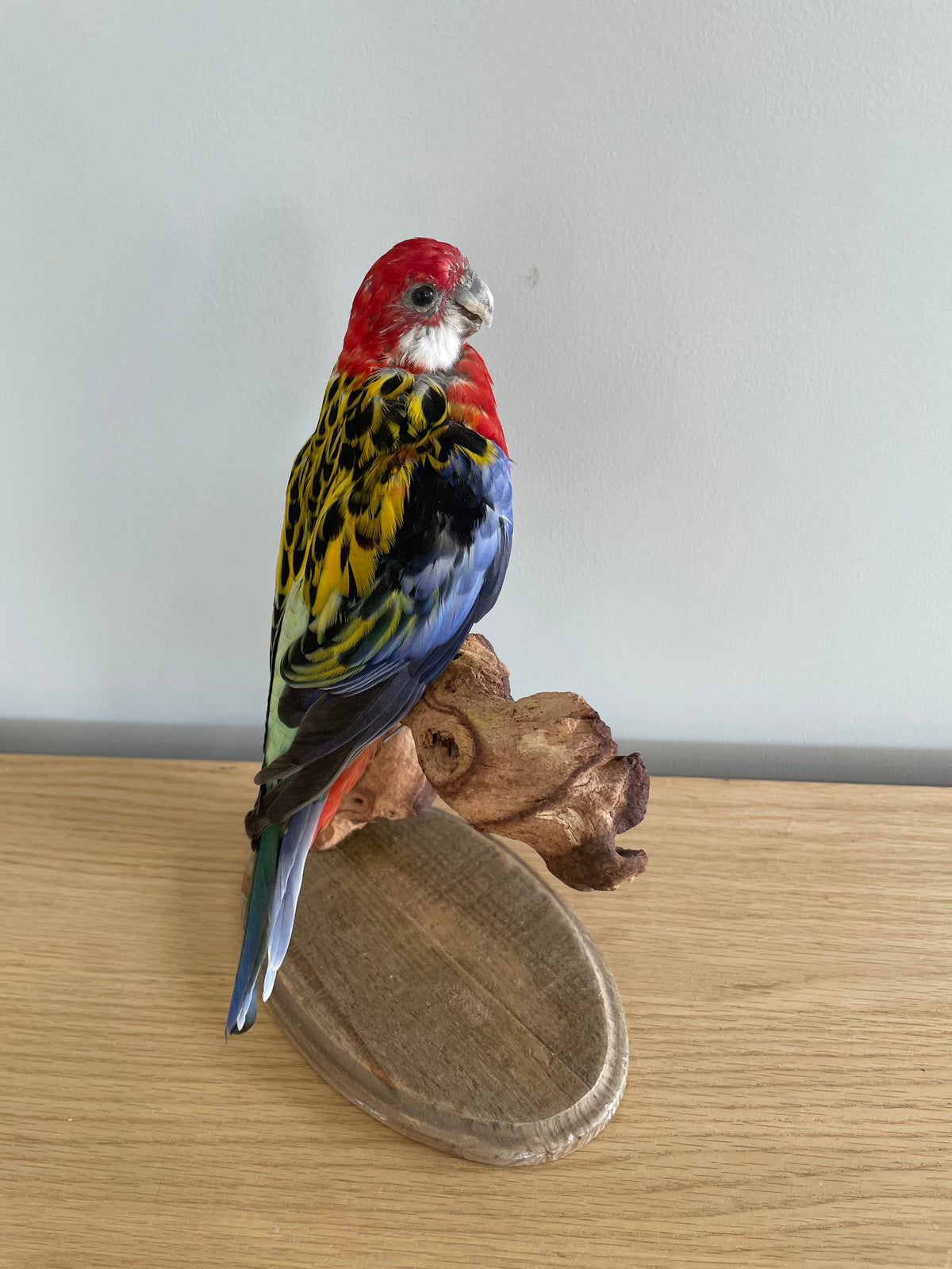 Eastern Rosella