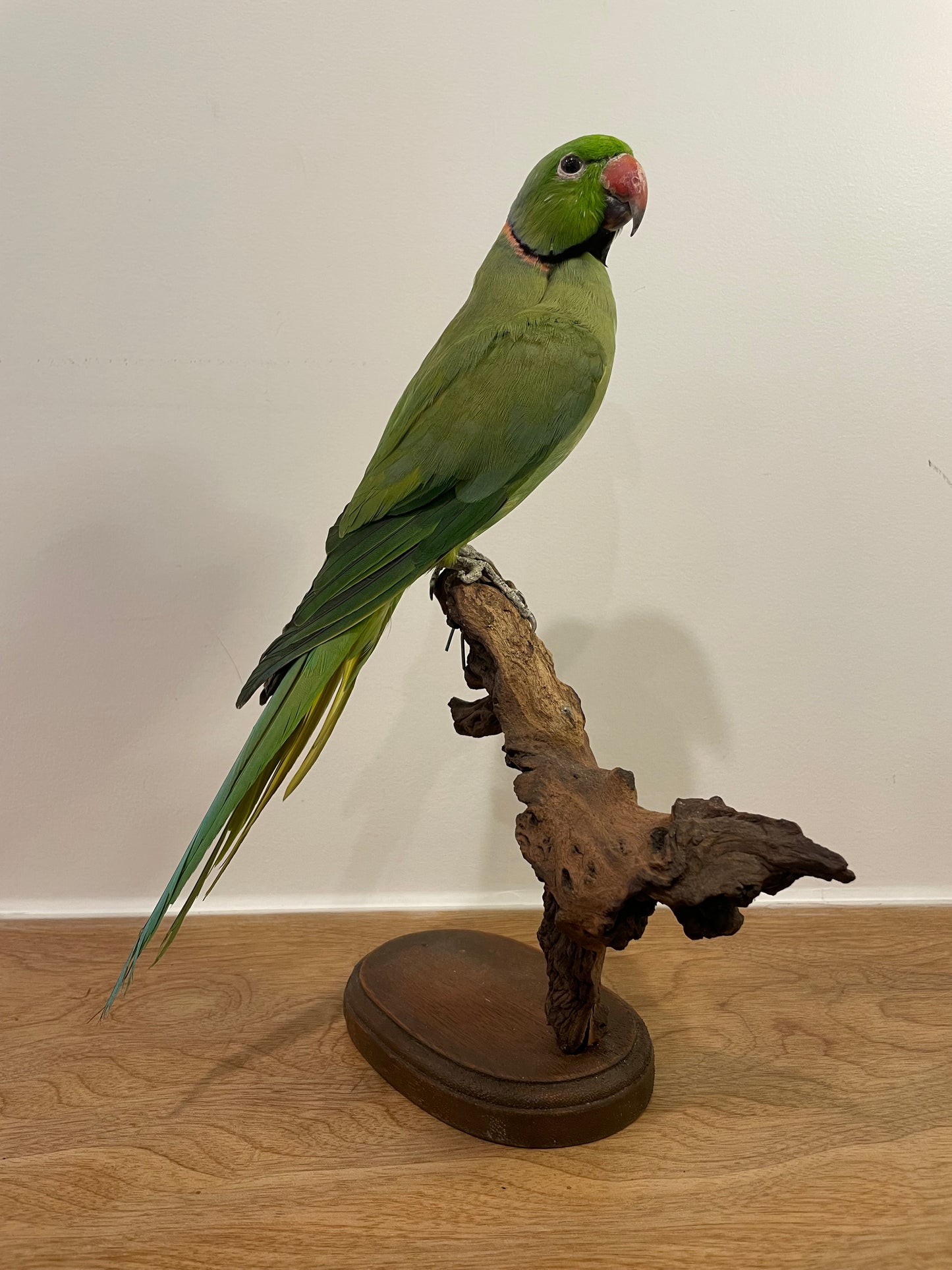 Alexandrine Parakeet