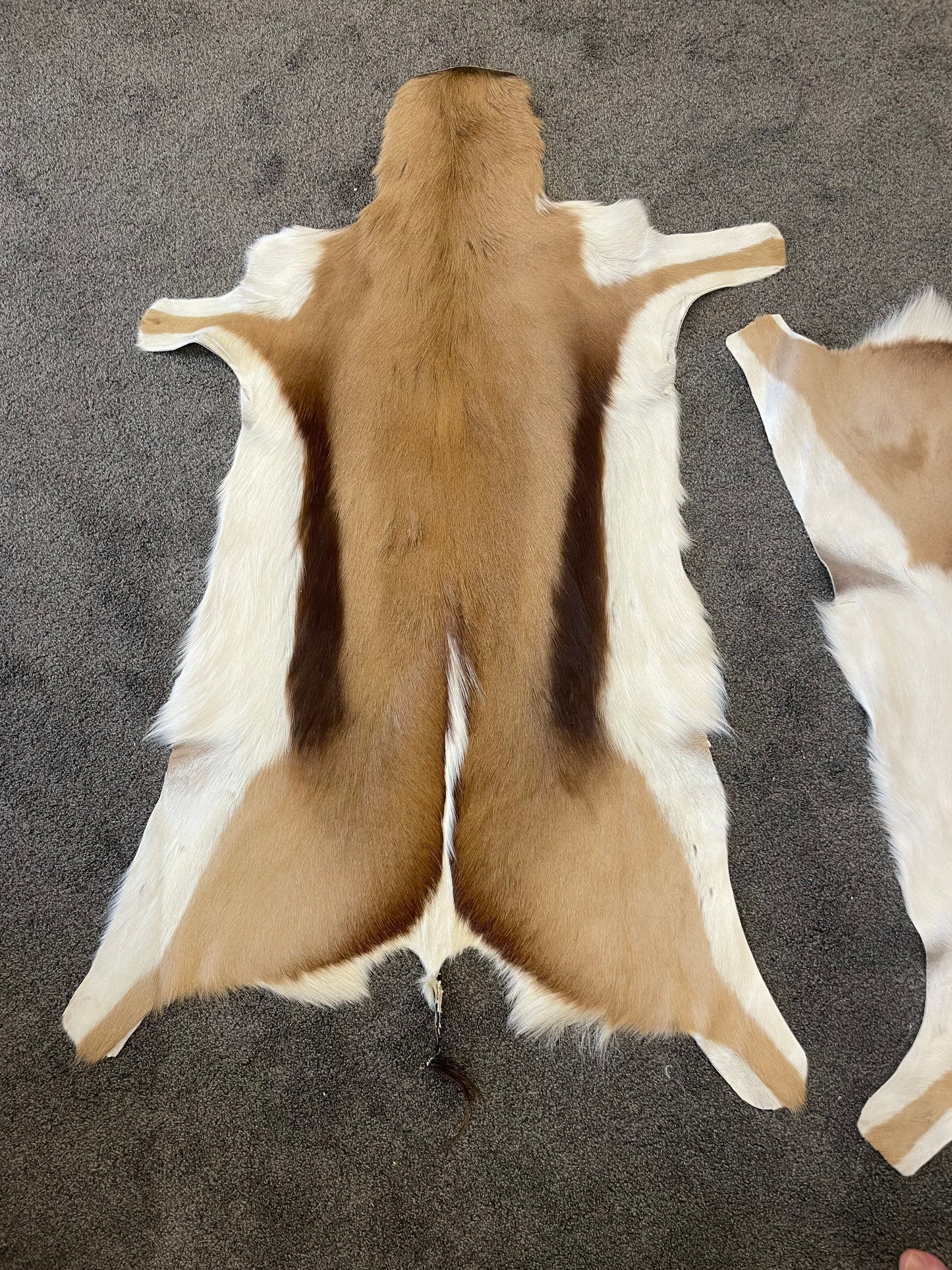 Springbok Skin