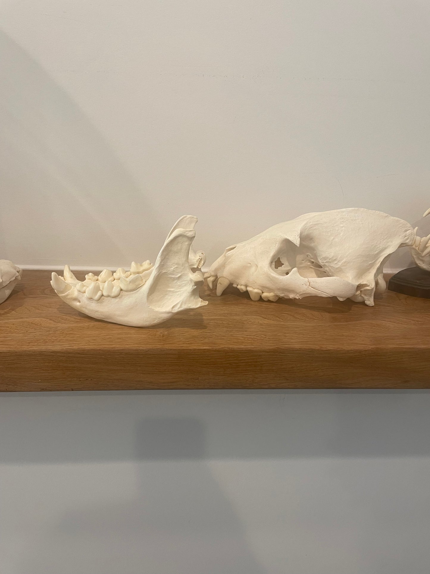 Hyena Skull