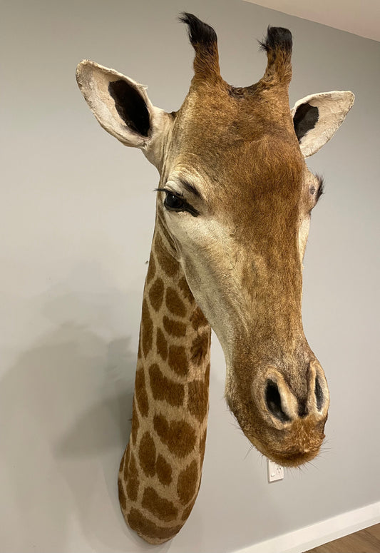 Giraffe Shoulder Mount
