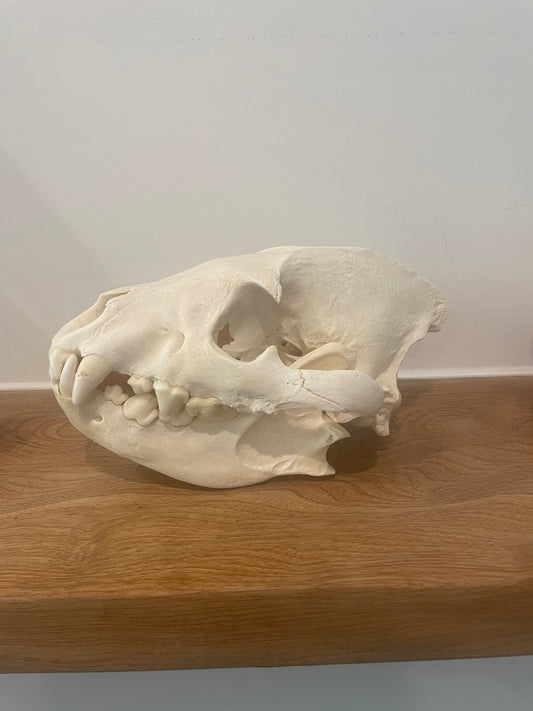 Hyena Skull