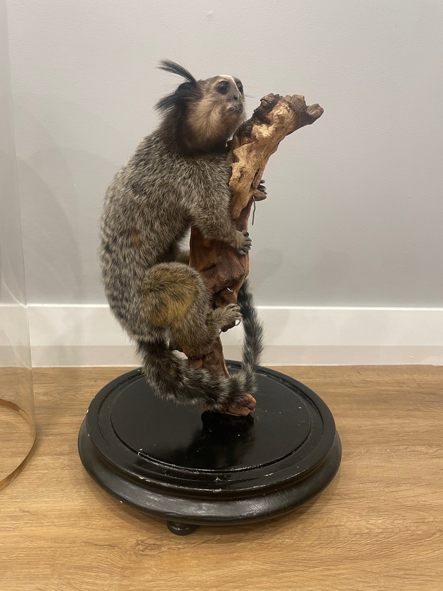 Black-Tufted Marmoset in Antique Dome