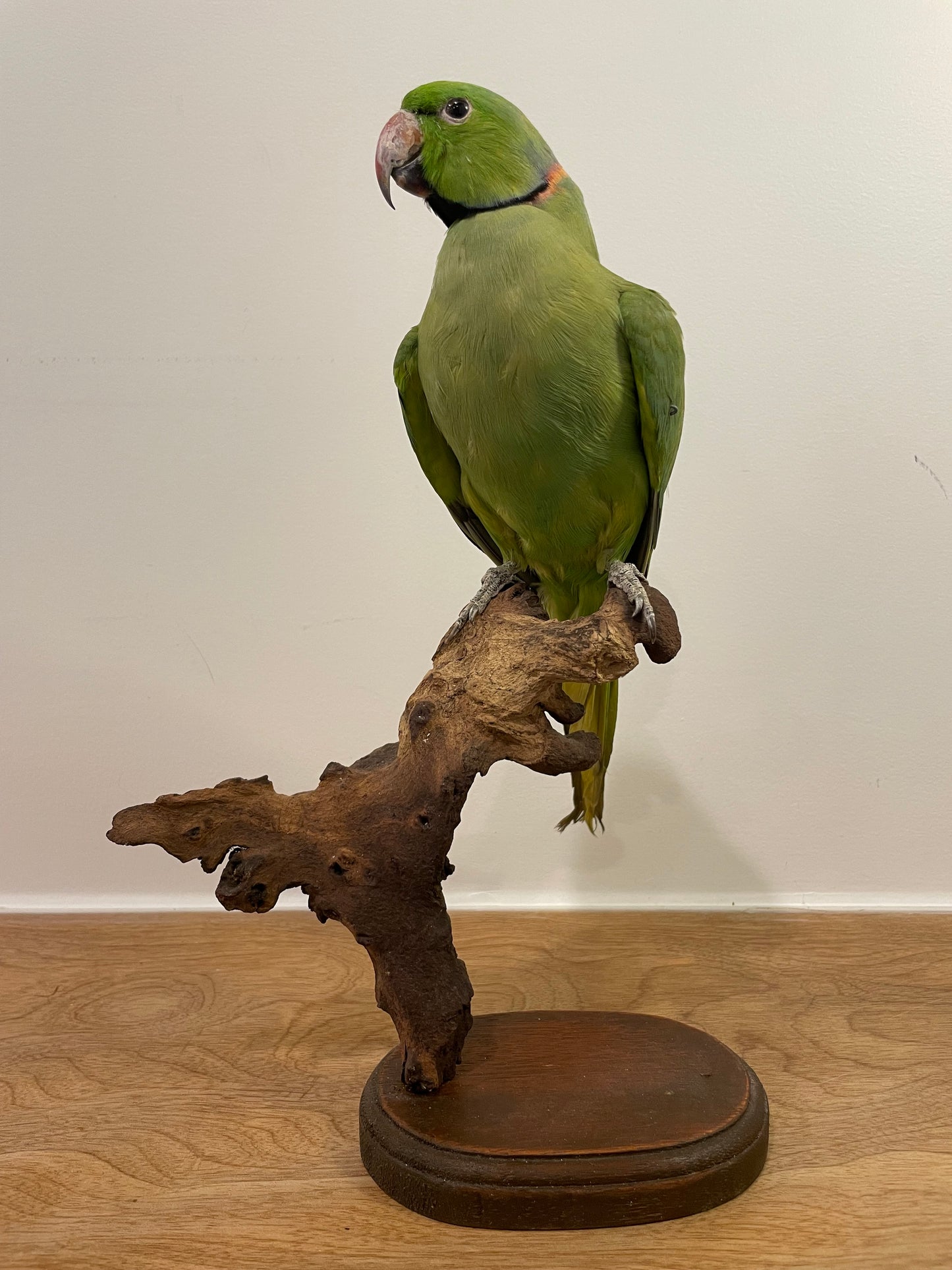 Alexandrine Parakeet