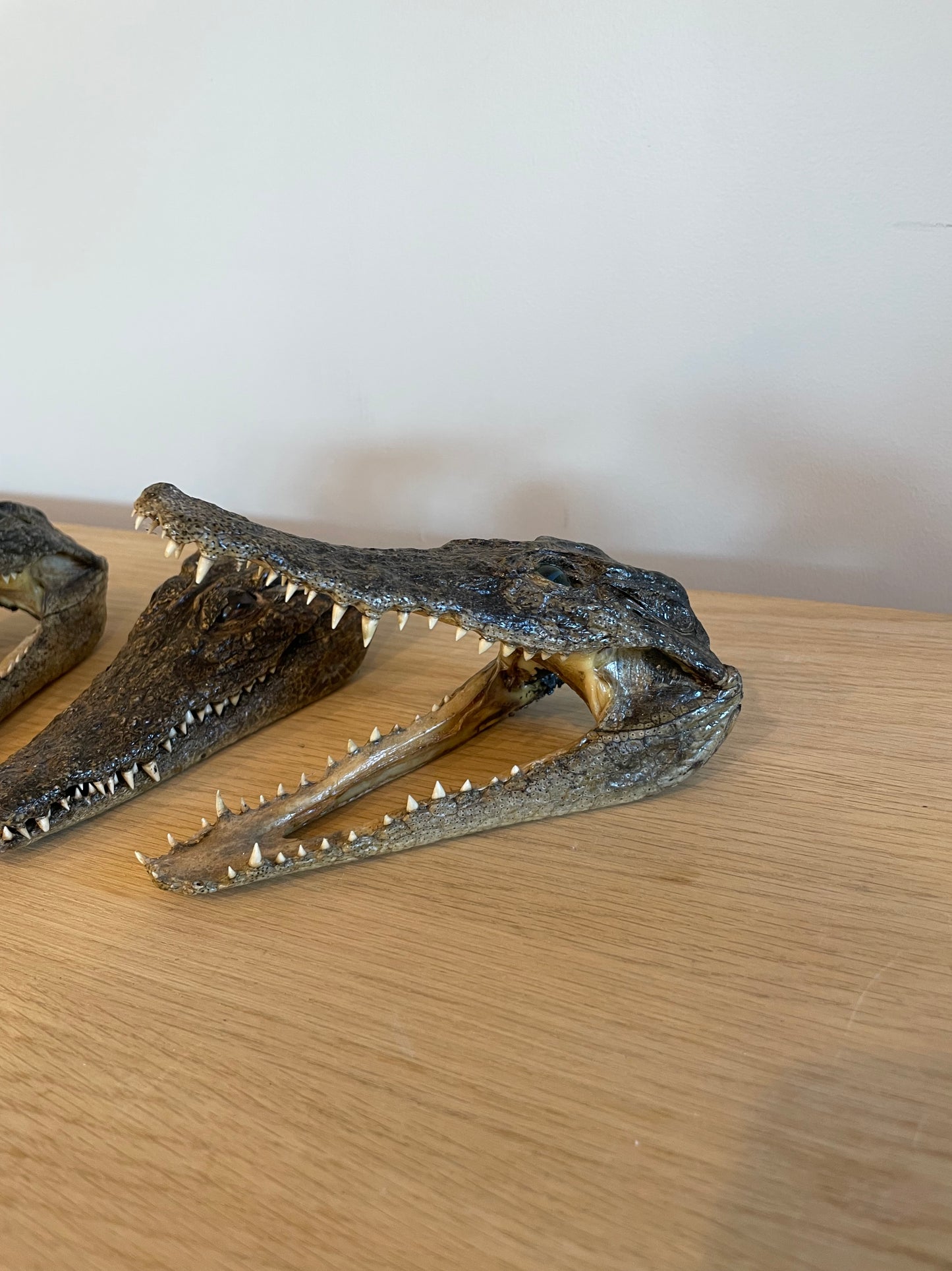 Nile Crocodile head