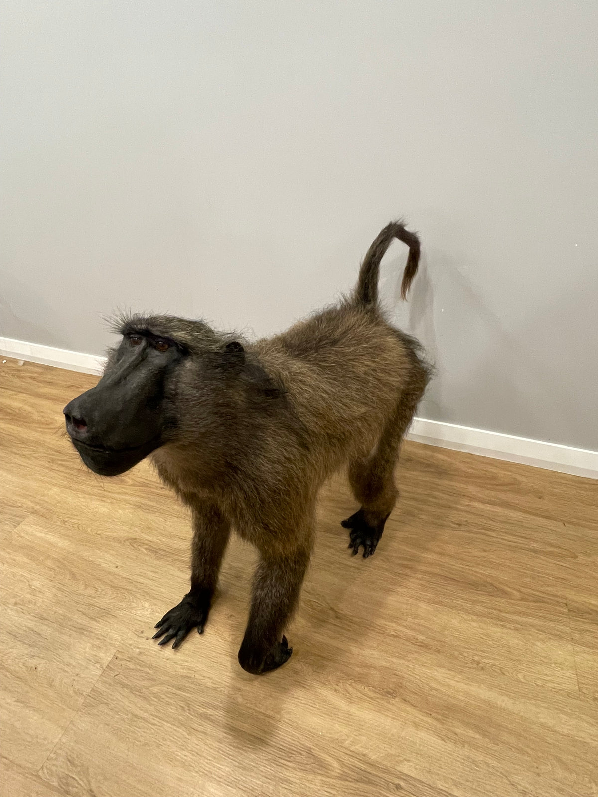 Chacma Baboon