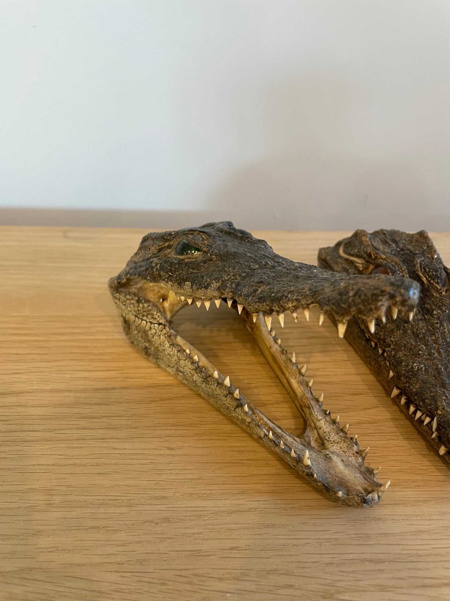 Nile Crocodile head