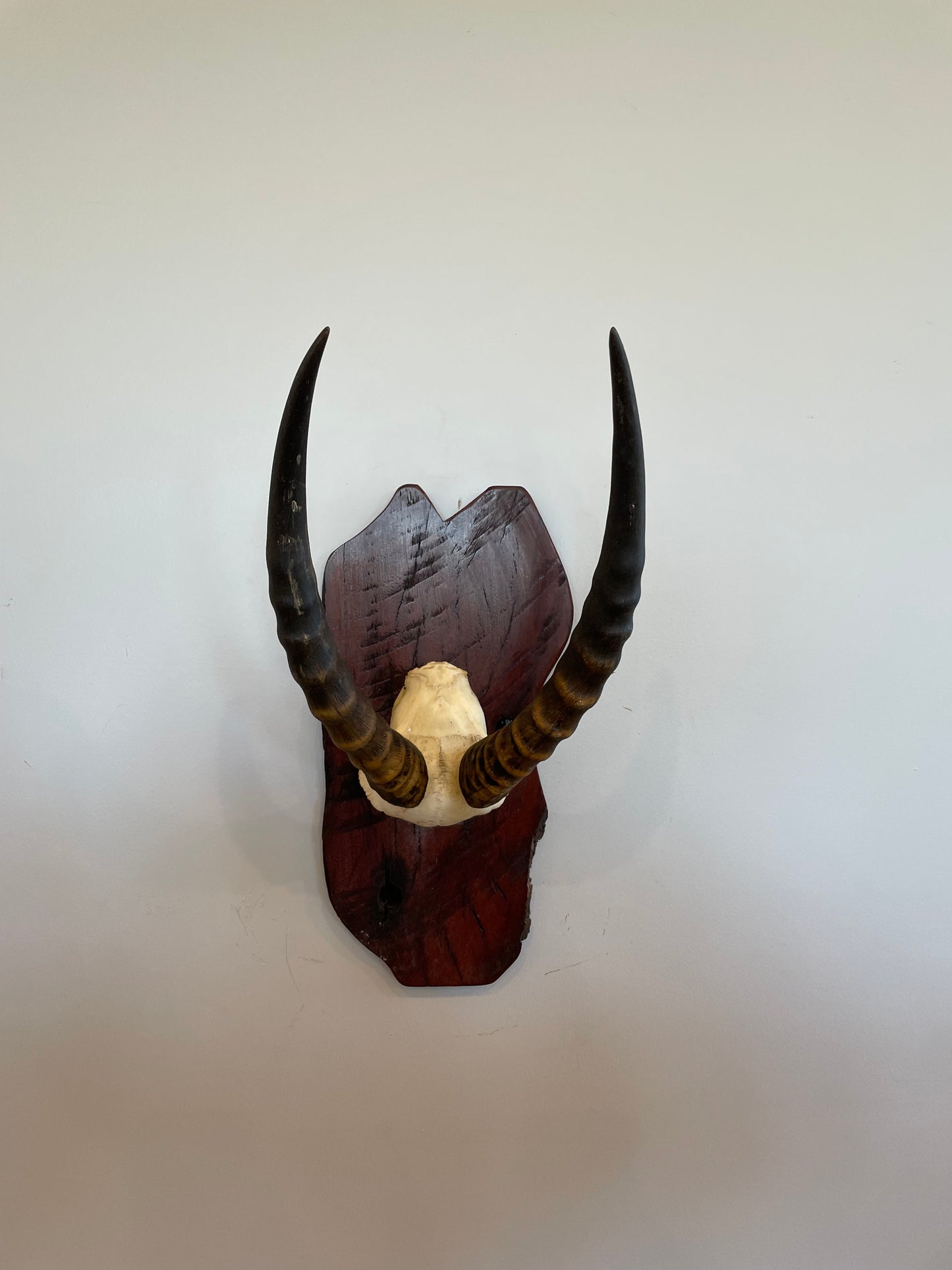 Impala Skull cap