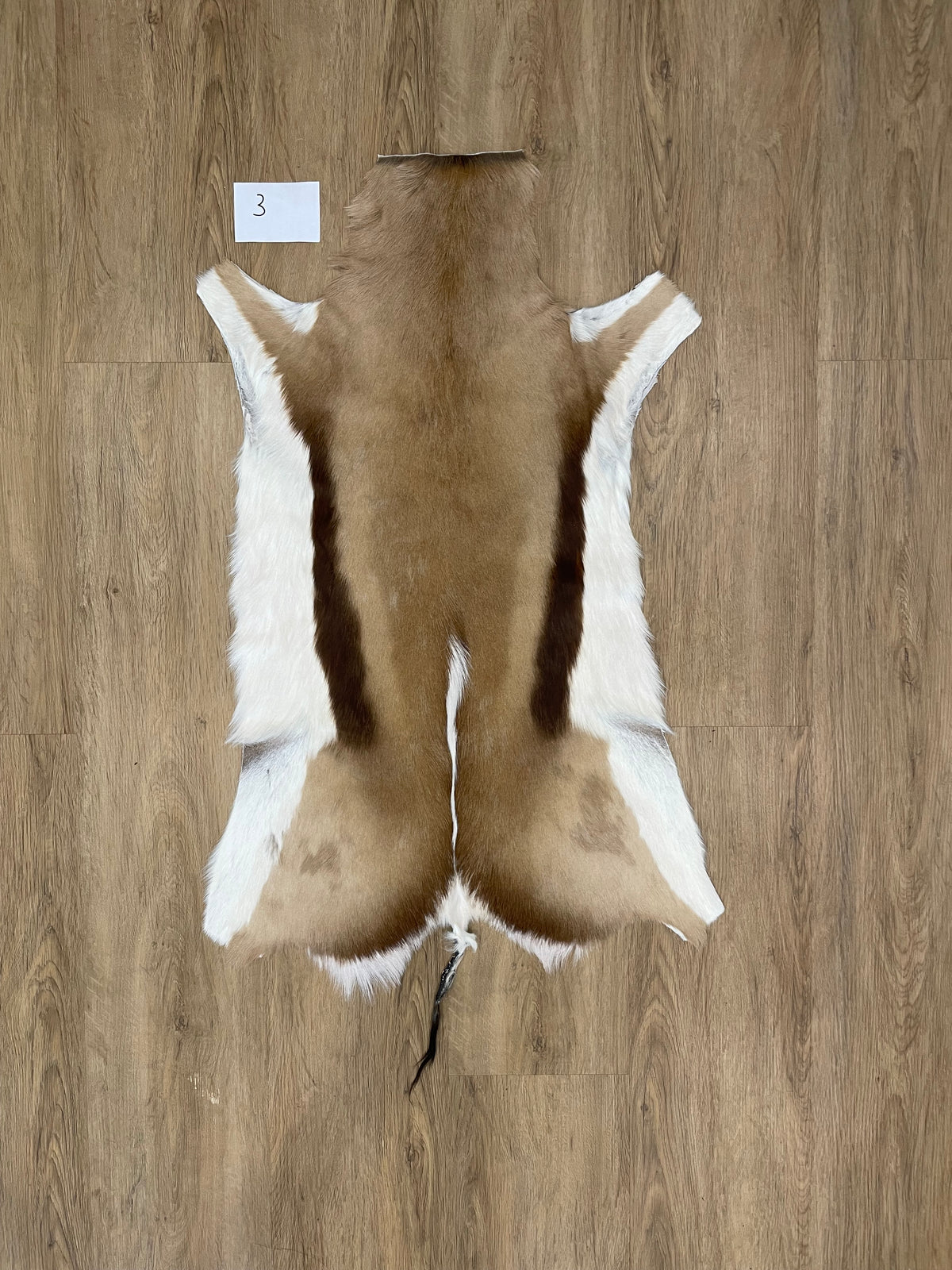 Springbok Skin